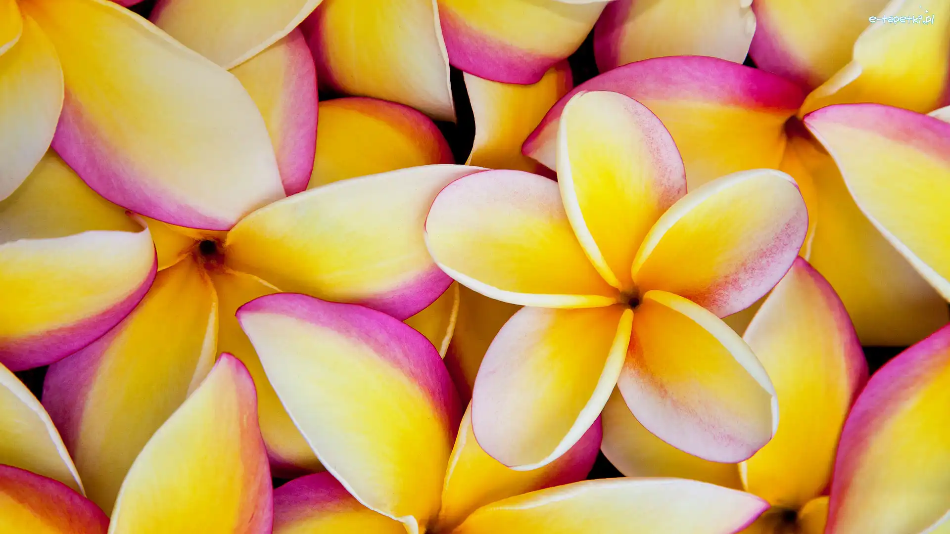 Płatki, Żółte, Plumeria