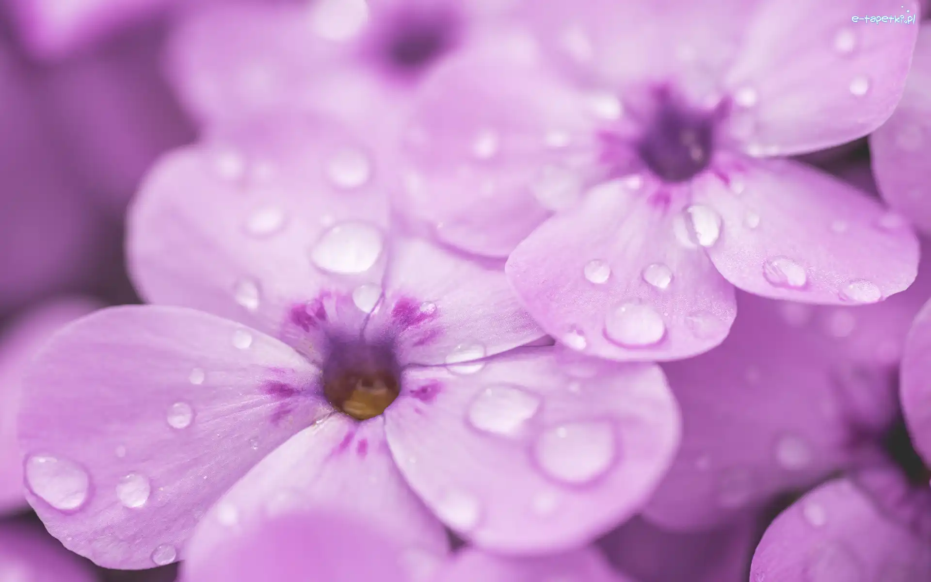 Floks, Krople, Makro, Kwiaty
