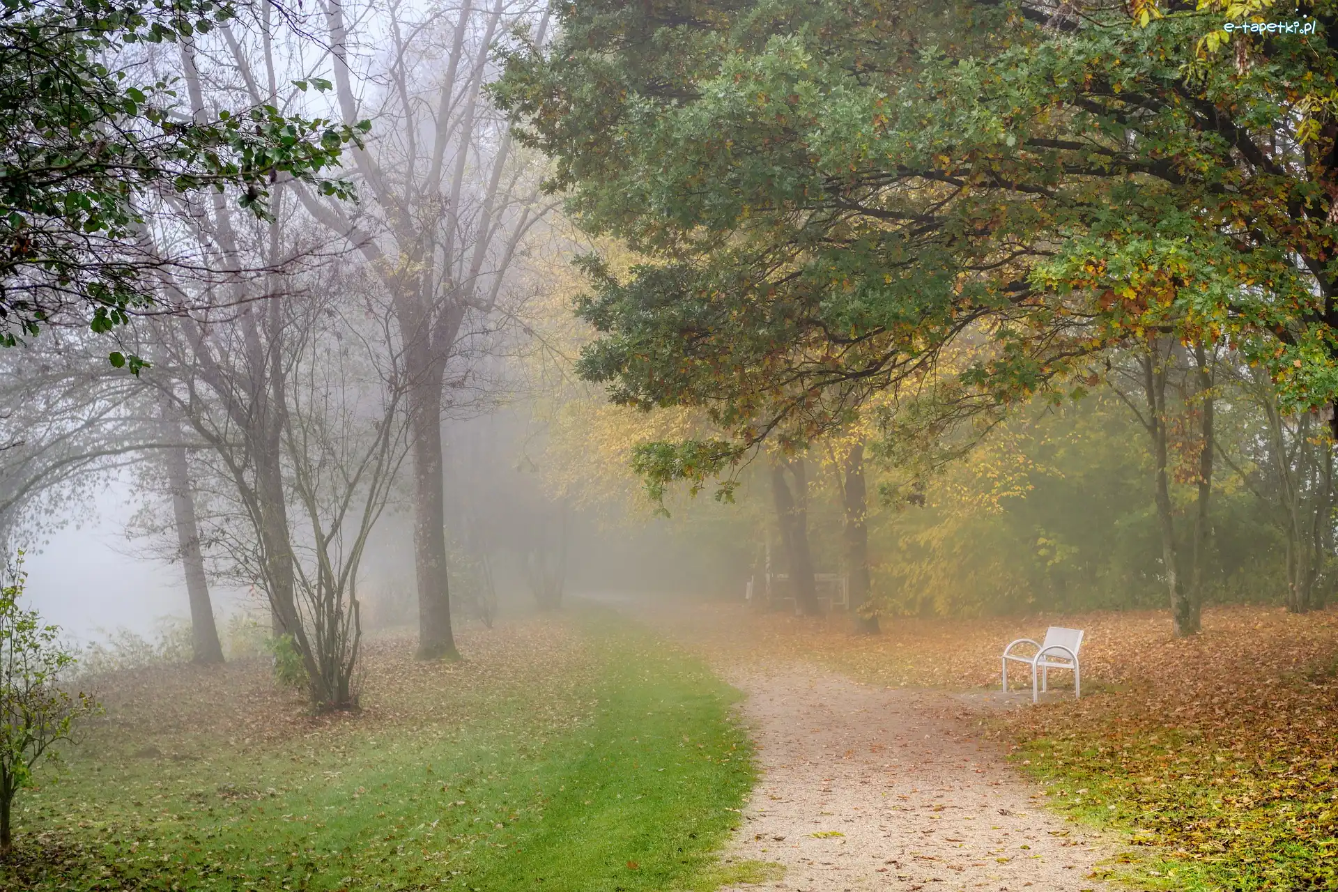 Park, Mgła, Ścieżka, Liście, Drzewa, Ławka, Opadłe, Jesień