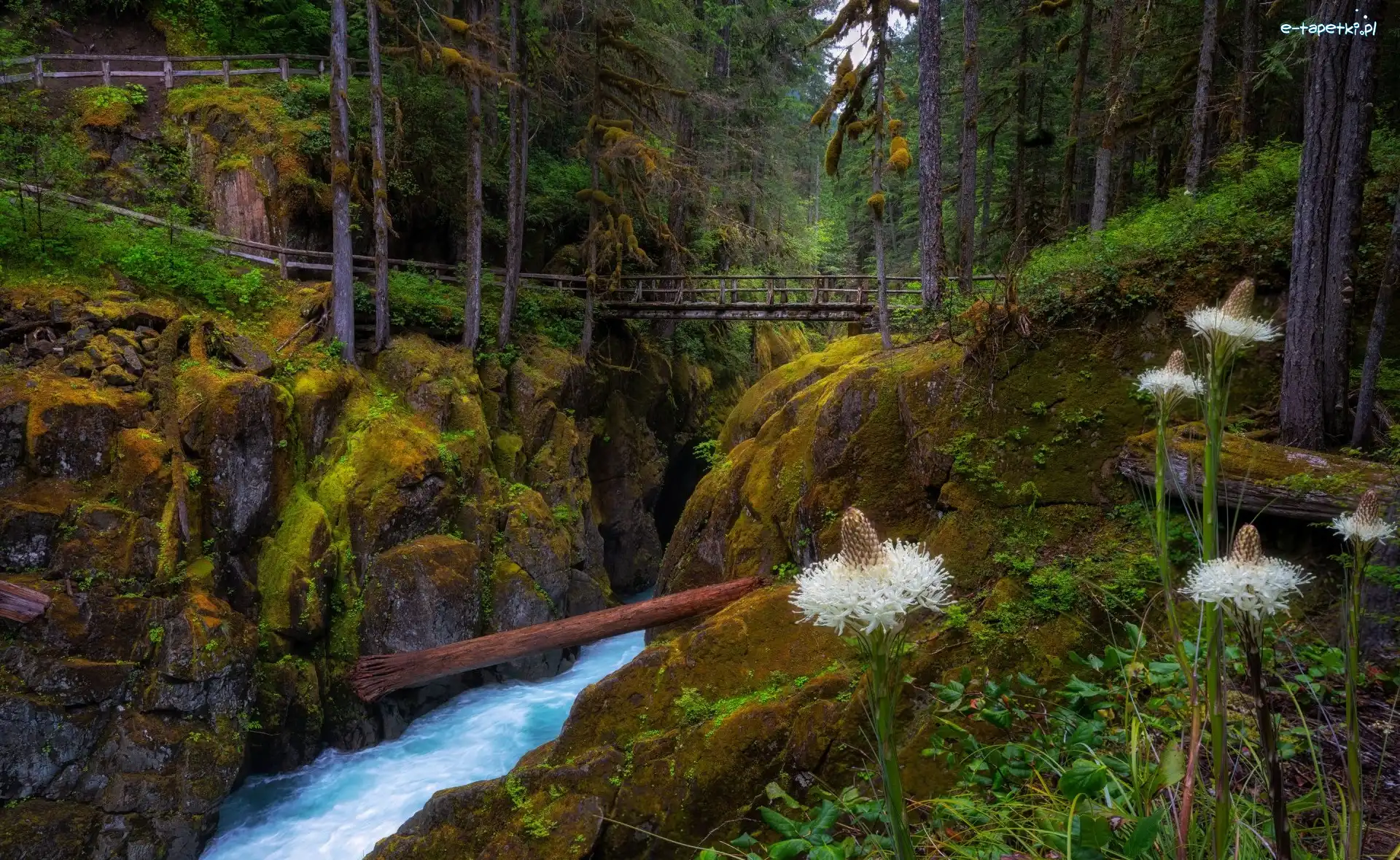 Mostek, Park Narodowy Mount Rainier, Las, Stan Waszyngton, Stany Zjednoczone, Skały, Rzeka
