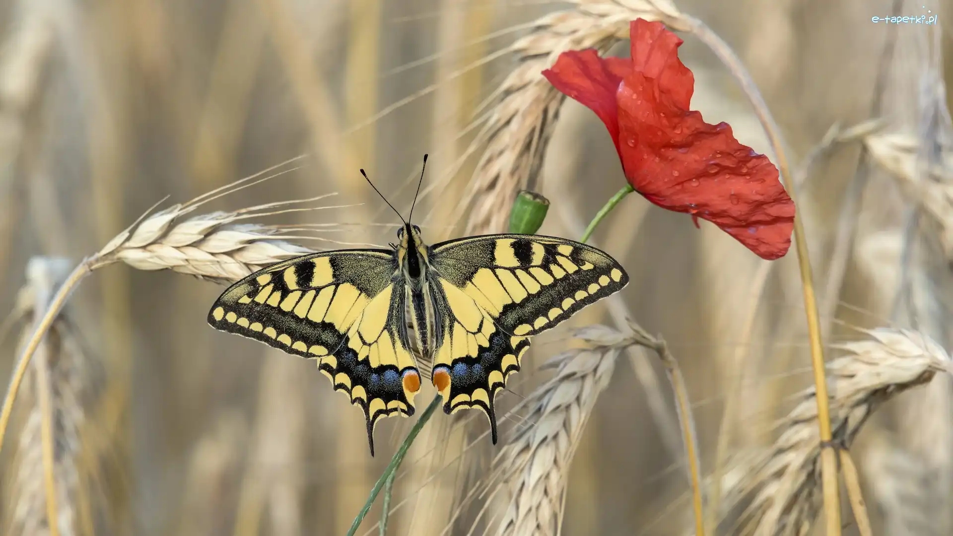 Zboże, Mak, Kłosy, Paź królowej, Motyl