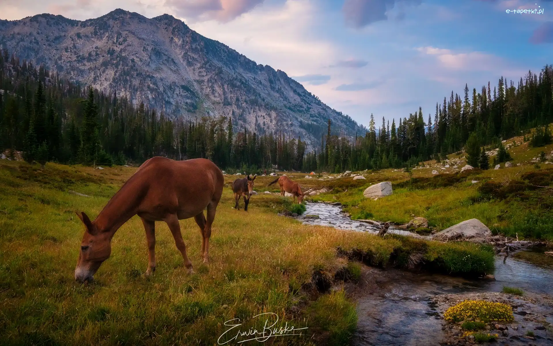 Lostine River, Wallowa Mountains, Stany Zjednoczone, Stan Oregon, Rzeka, Konie, Drzewa, Góry