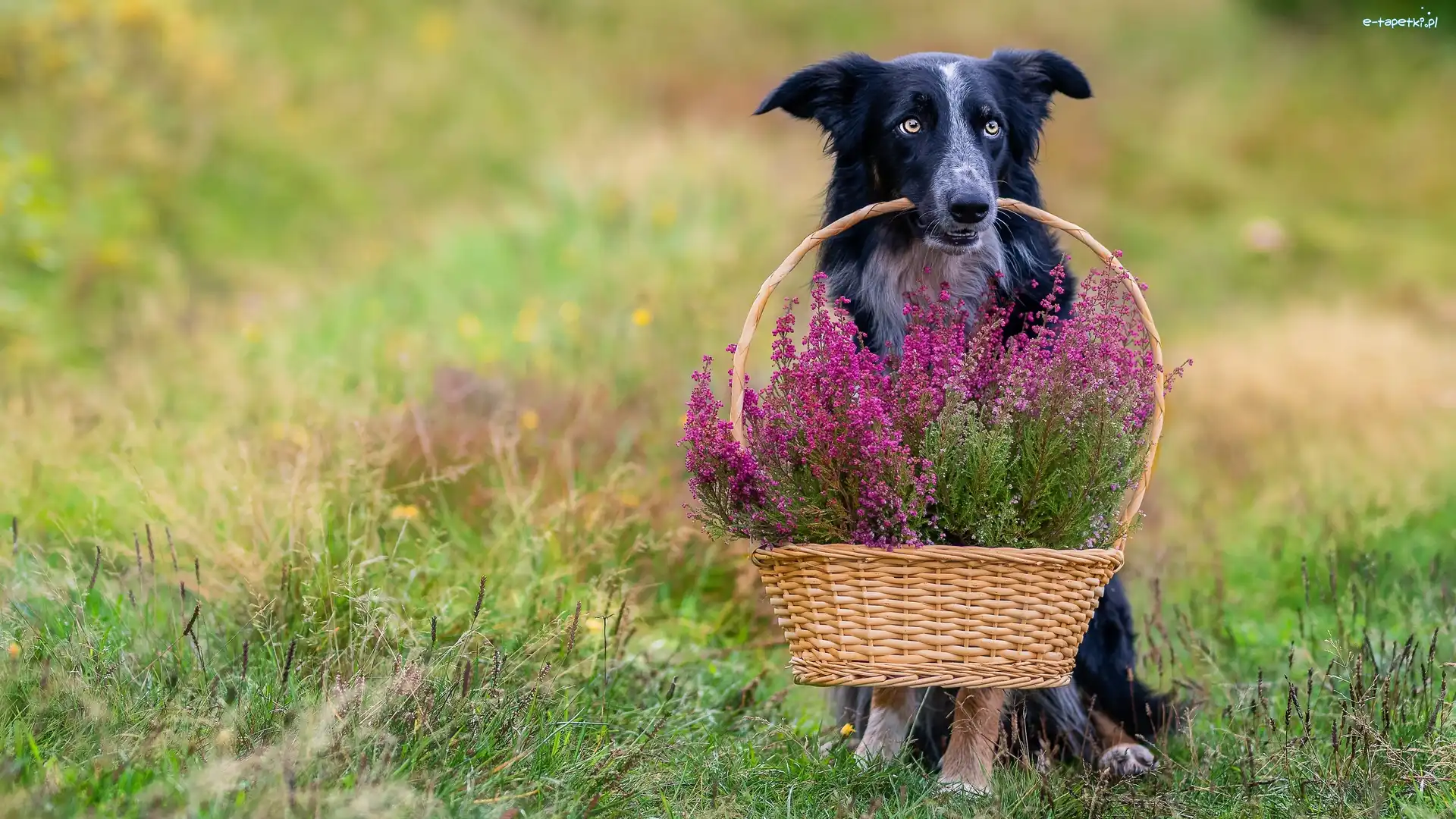 Border collie, Wrzosy, Koszyk, Pies