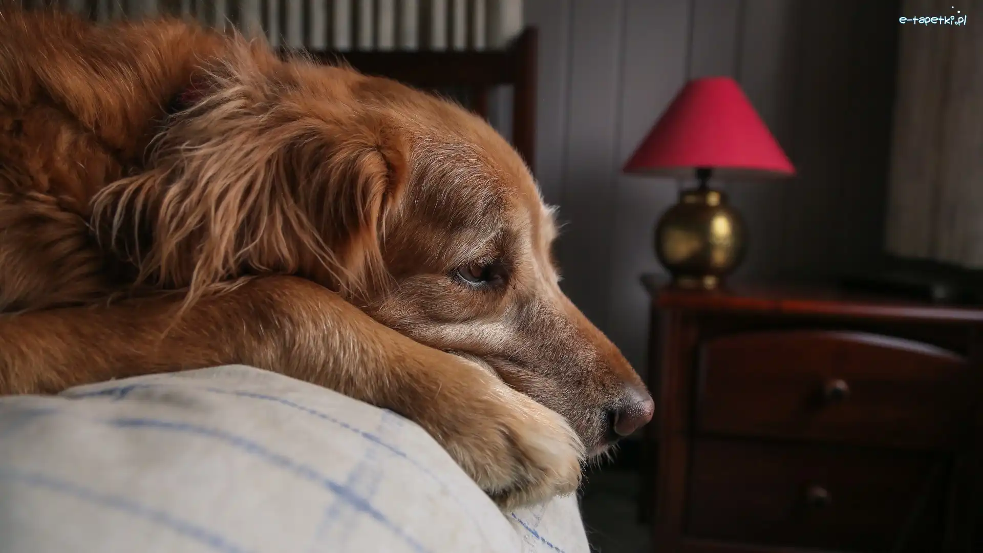 Pies, Golden retriever, Łóżko, Leżący
