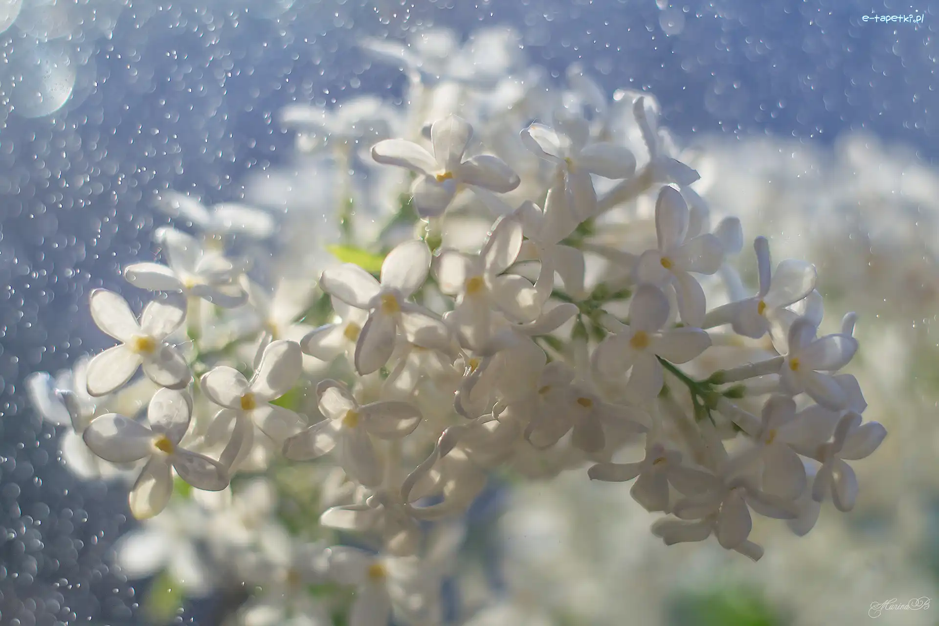 Biały, Bokeh, Bez, Kwiat