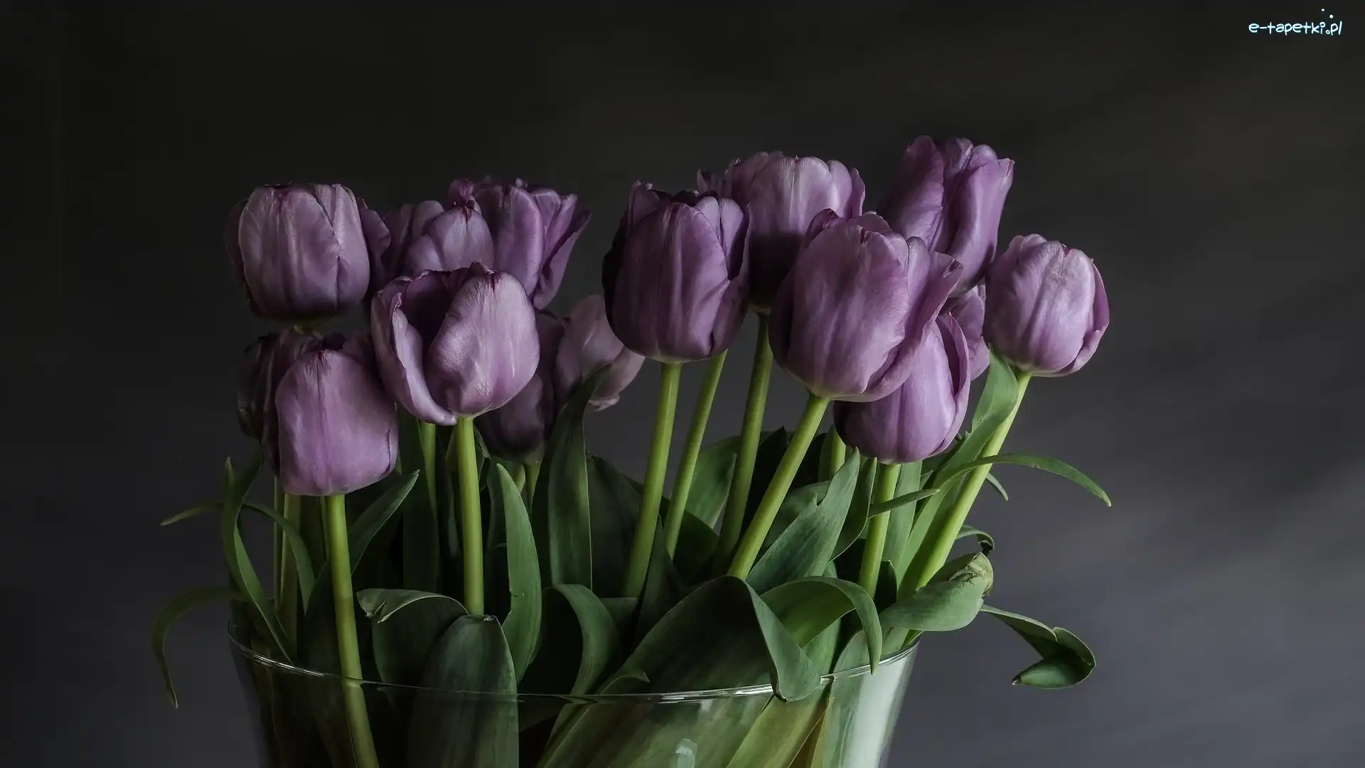 Tulipany, Wazon, Szklany, Fioletowe