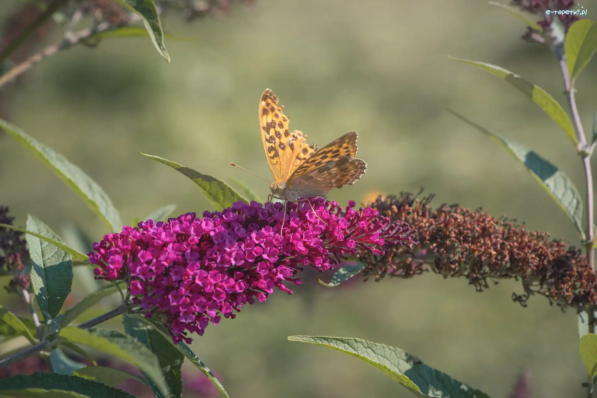Różowa, Motyl, Budleja, Kwiat