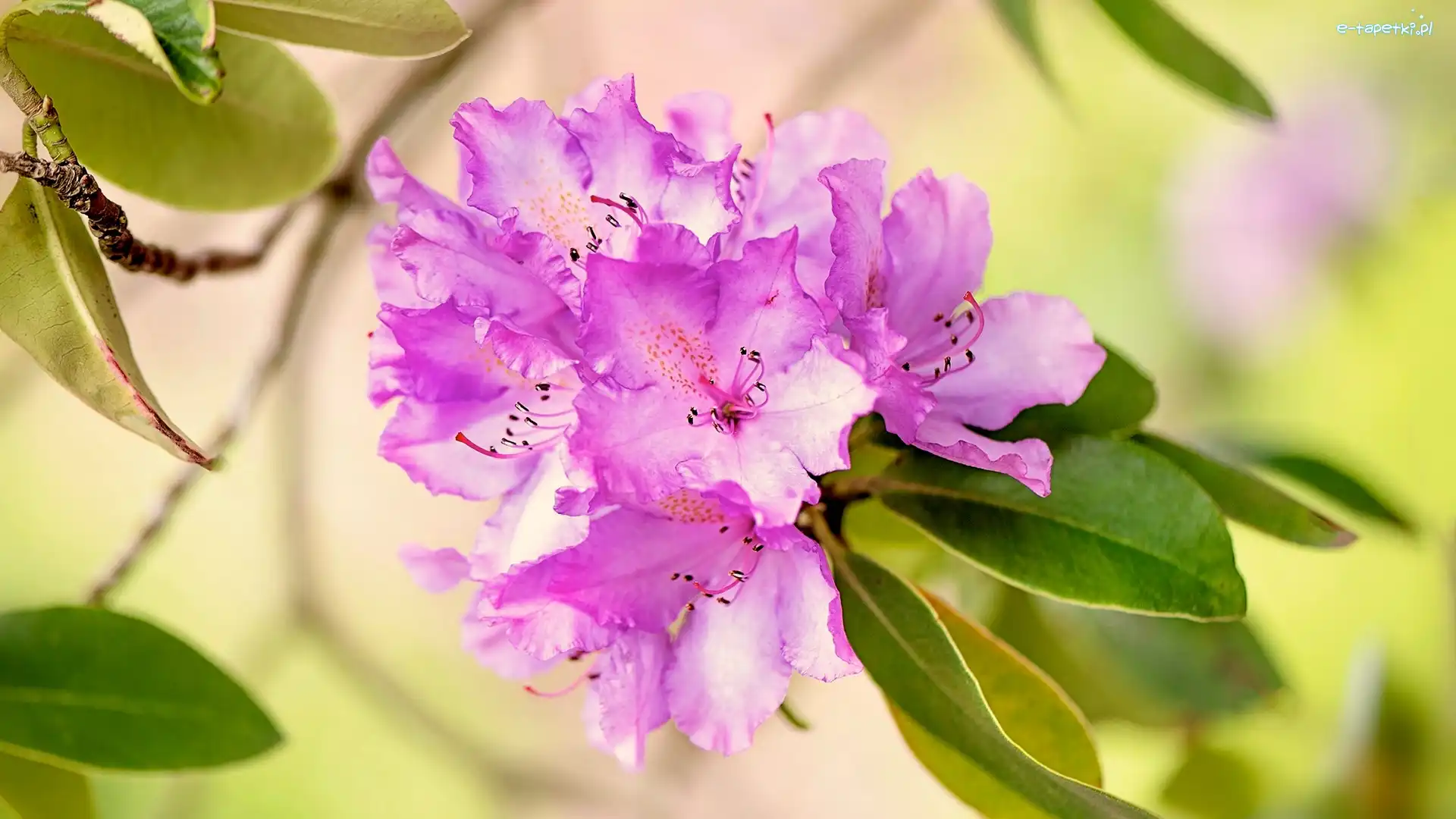 Kwiaty, Różowy, Rododendron, Liście, Różanecznik