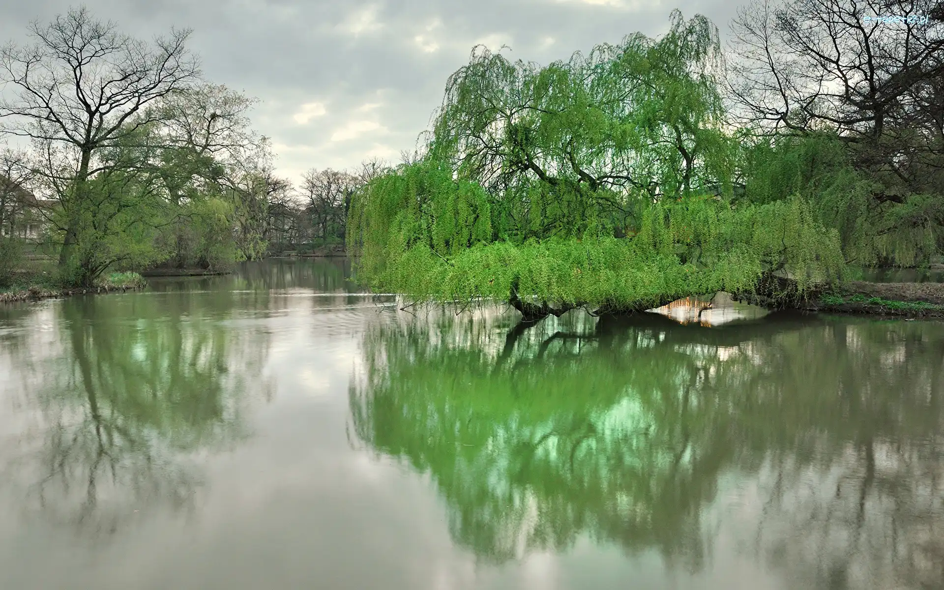 Staw, Drzewo, Wierzba płacząca, Park, Pochylone, Wiosna