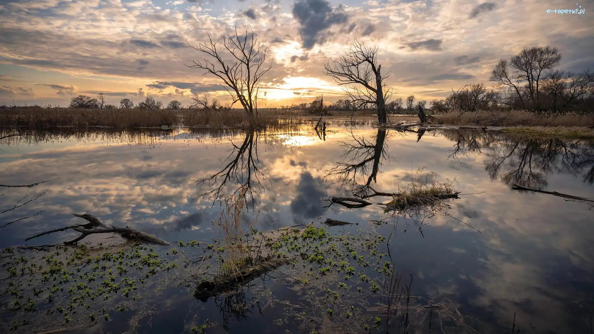 Jezioro, Drzewa, Wschód słońca, Odbicie, Rośliny