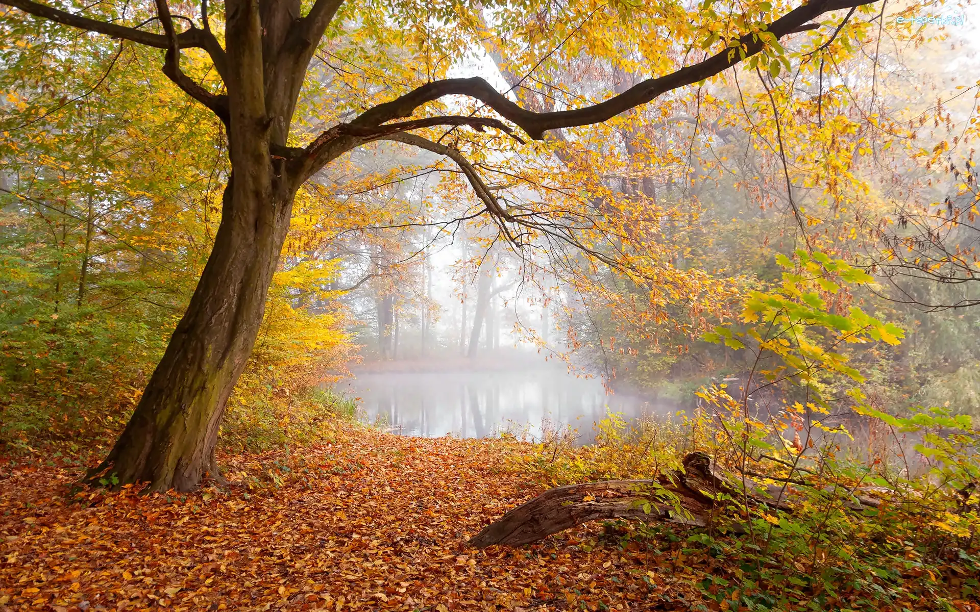 Mgła, Drzewa, Liście, Jesień, Staw, Park