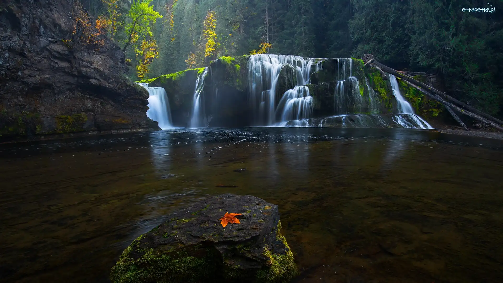 Liść, Kamień, Stany Zjednoczone, Stan Waszyngton, Las, Wodospad Lower Lewis River Falls, Osada Cougar, Omszałe