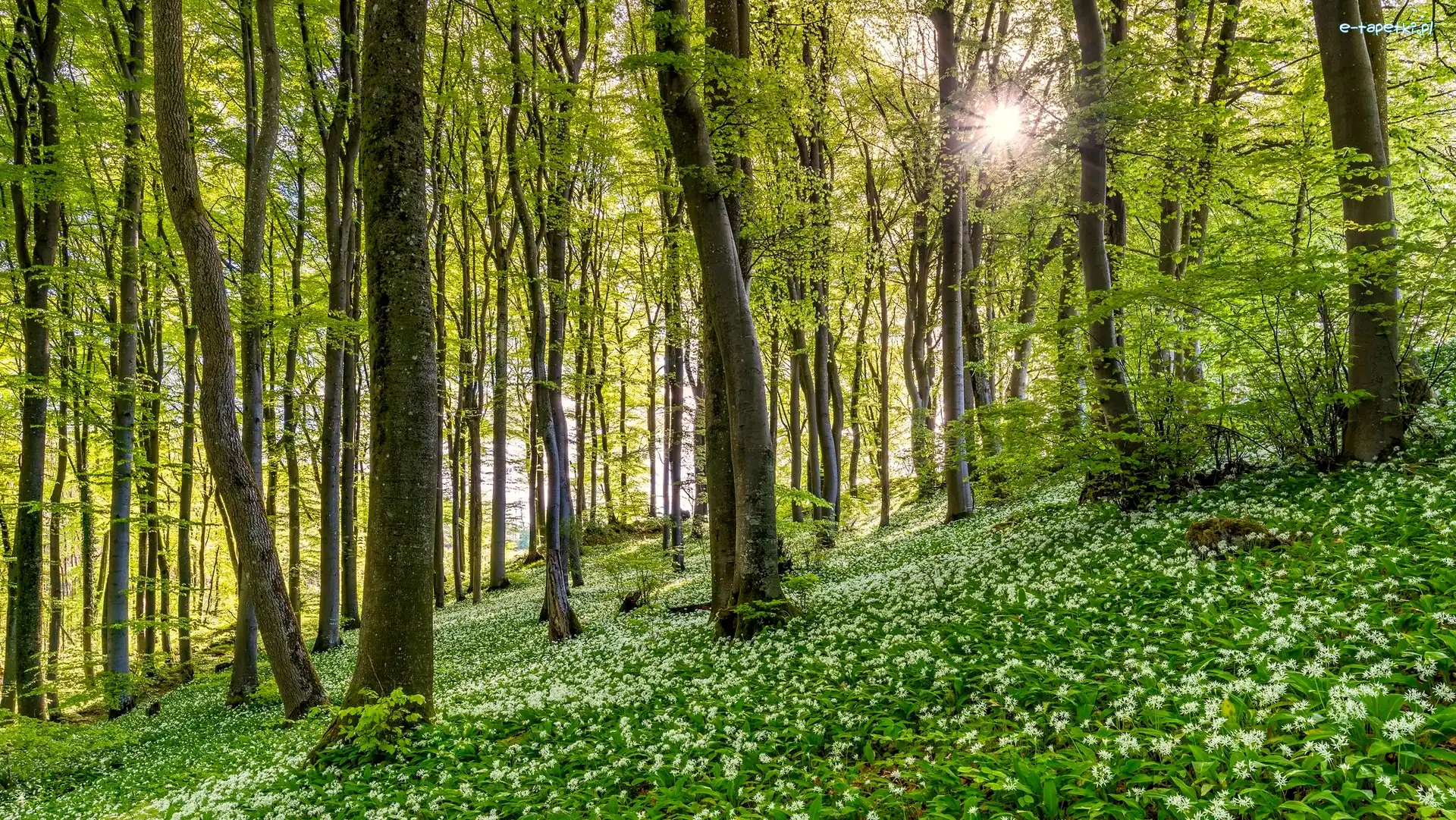 Czosnek niedźwiedzi, Drzewa, Kwiaty, Promienie słońca, Las, Wiosna