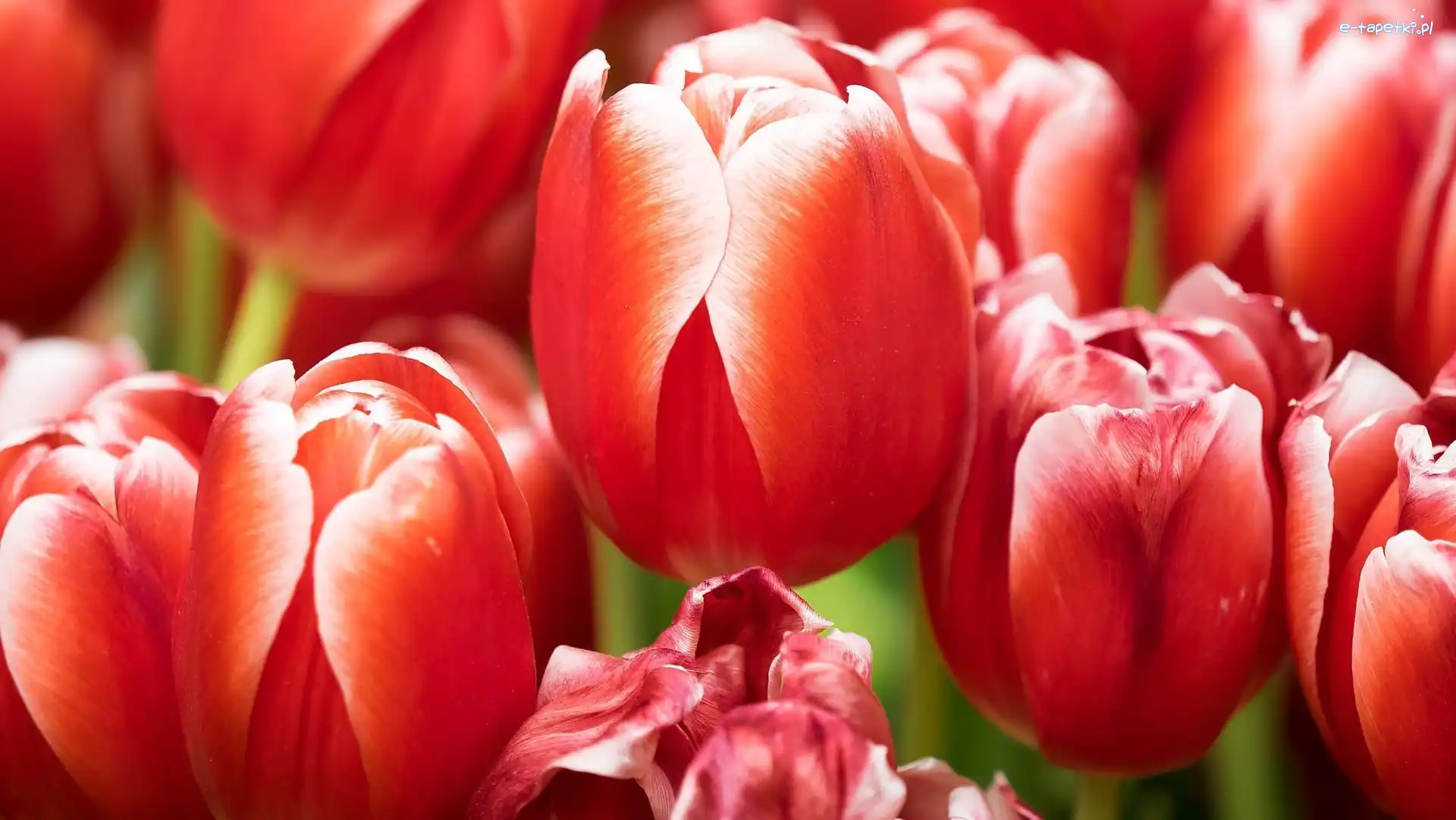 Zbliżenie, Tulipany, Czerwone