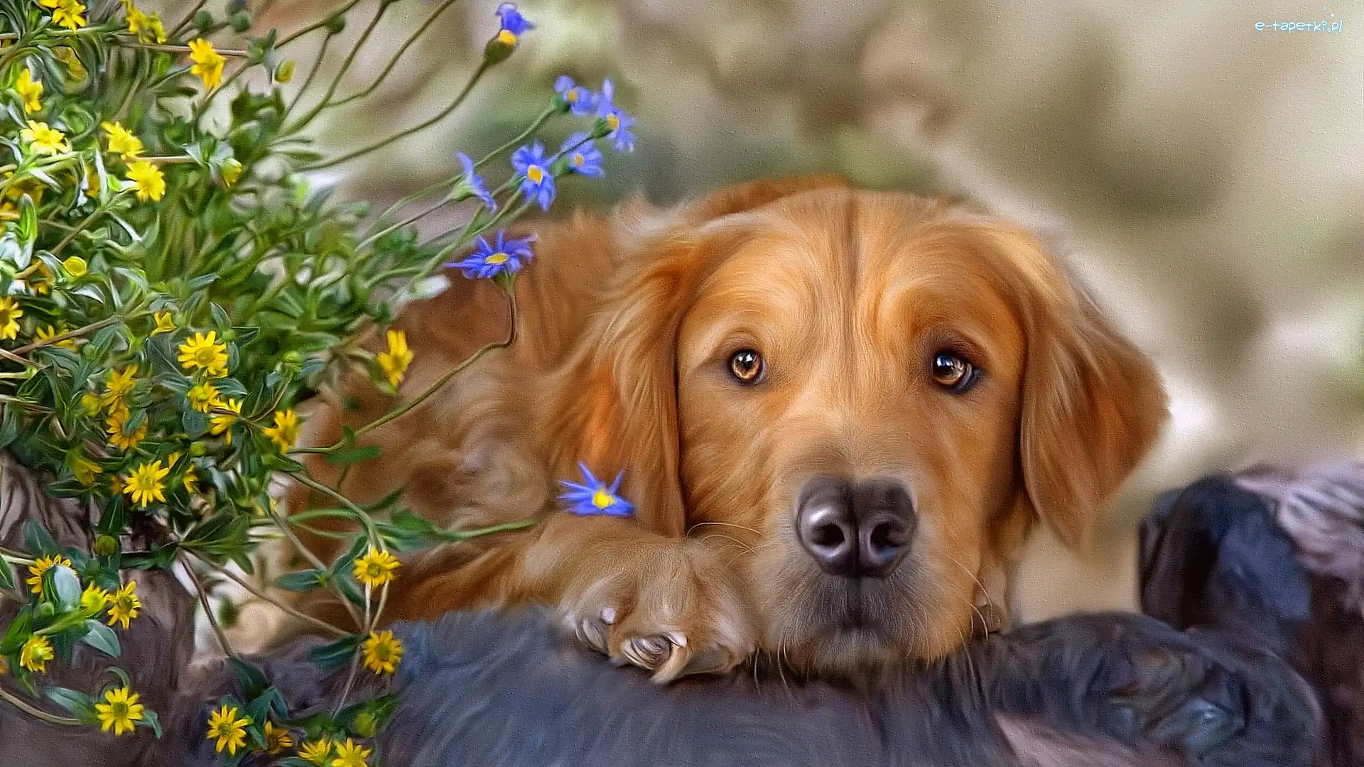 Golden retriever, Grafika, Kwiaty, Pies
