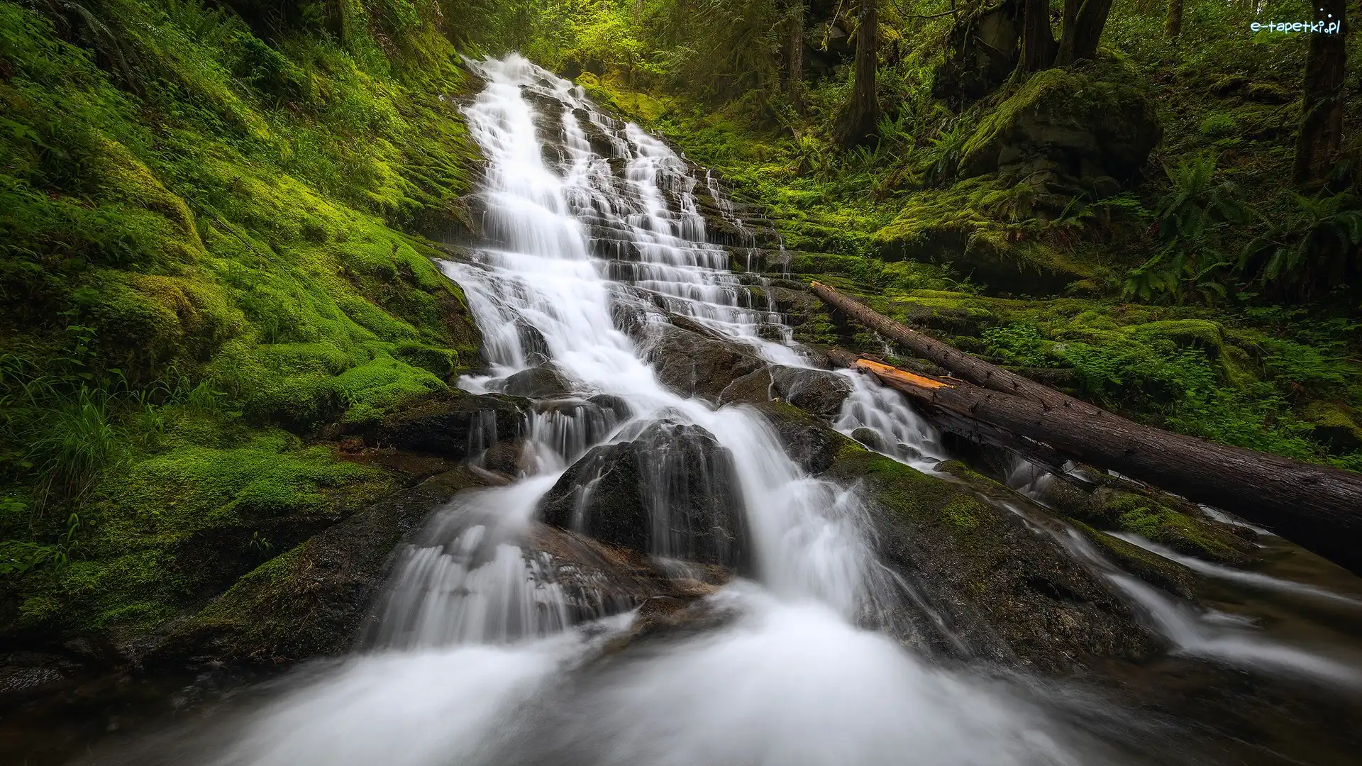 Rezerwat przyrody, Wodospad, Stany Zjednoczone, Roślinność, Kamienie, Mech, Pnie, Las, Fairy Falls, Columbia River Gorge