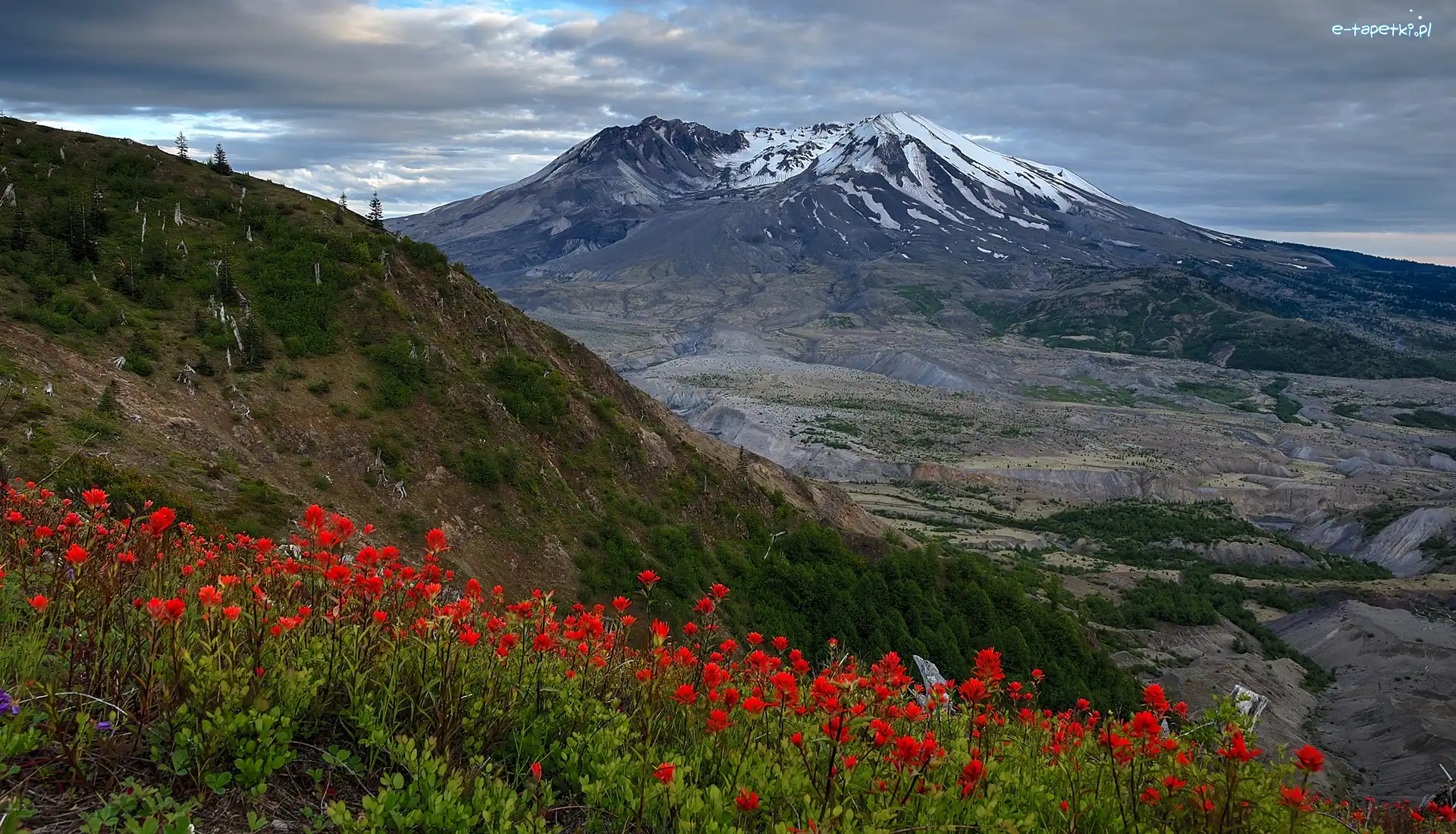 Stany Zjednoczone, Mount St Helens, Kwiaty, Wulkan, Góra, Stan Waszyngton, Chmury