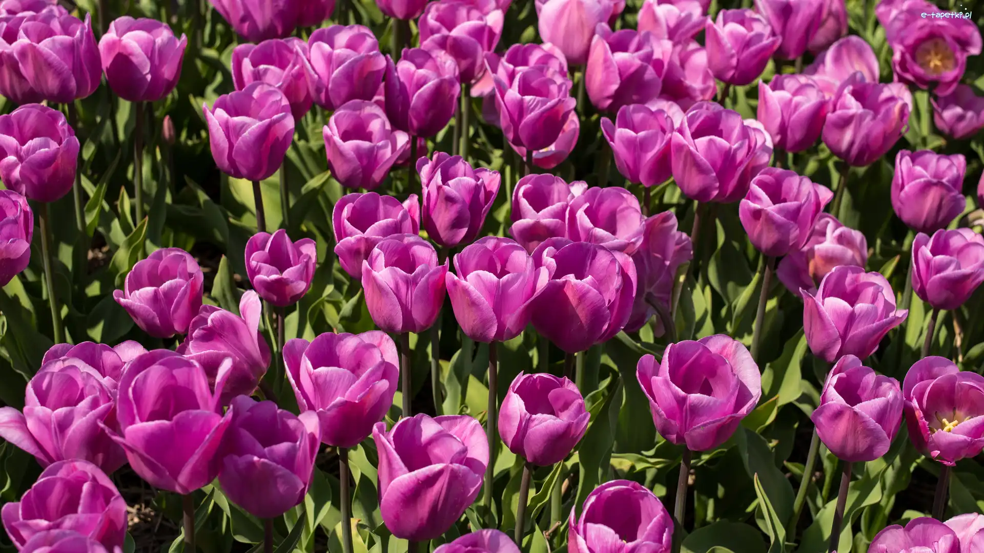 Tulipany, Różowe, Rozwinięte