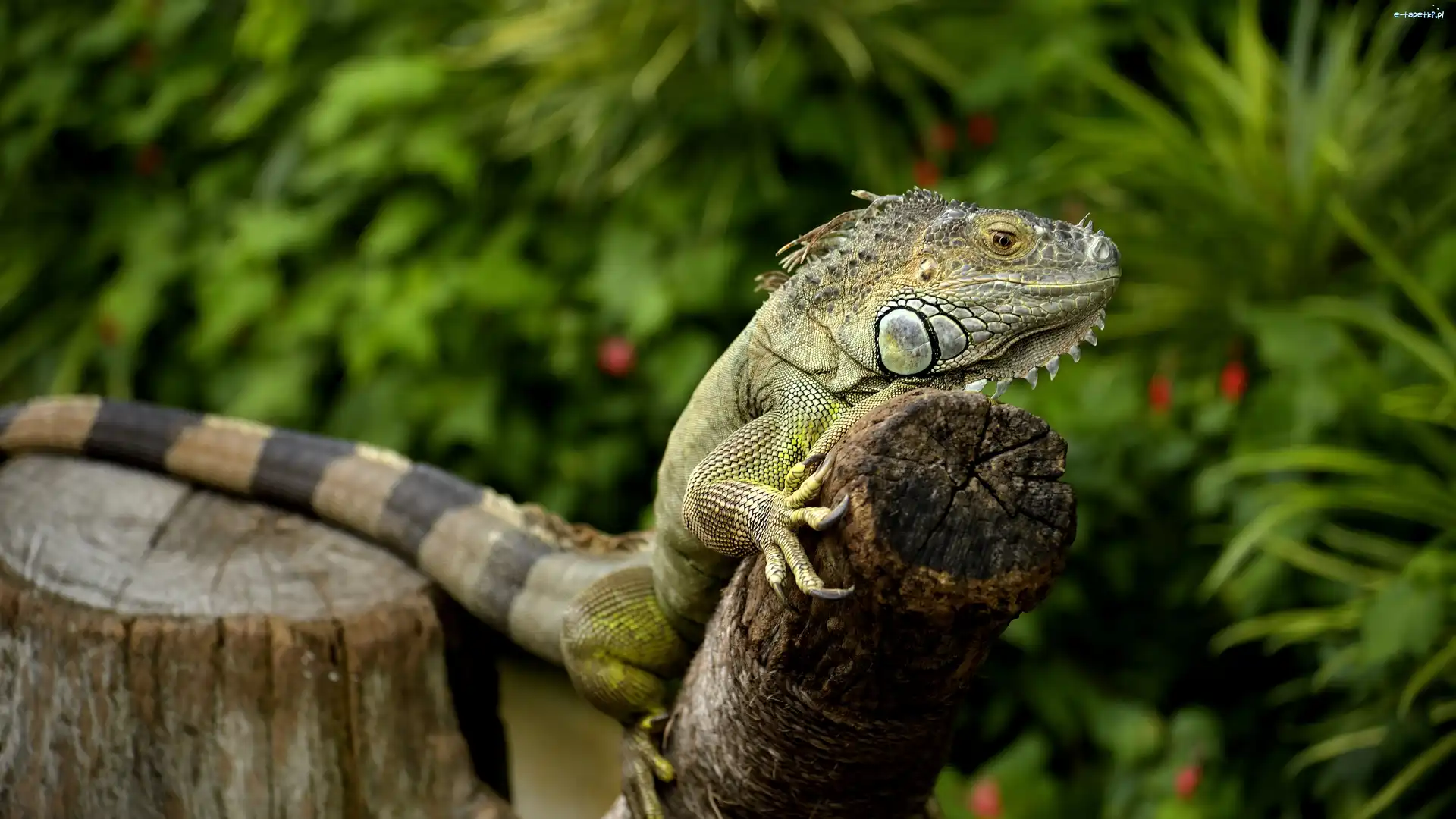 Legwan zielony, Drzewa, Pień, Iguana