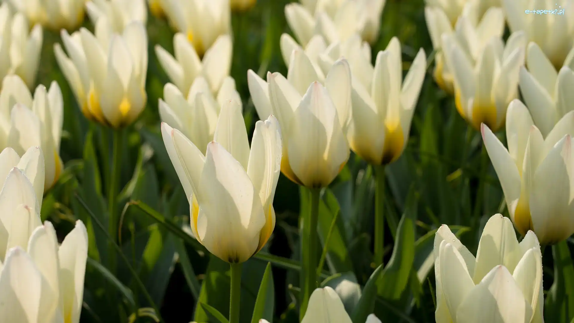 Białe, Zbliżenie, Tulipany, Kwiaty