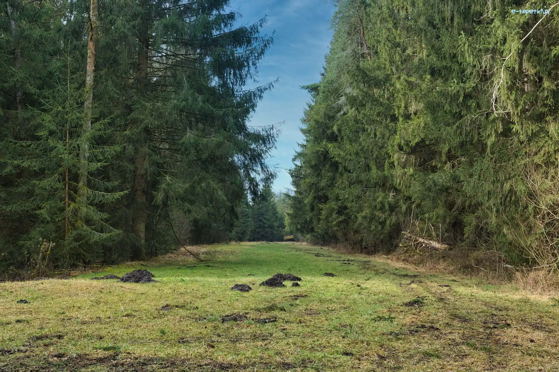 Świerki, Kretowiska, Polana, Las