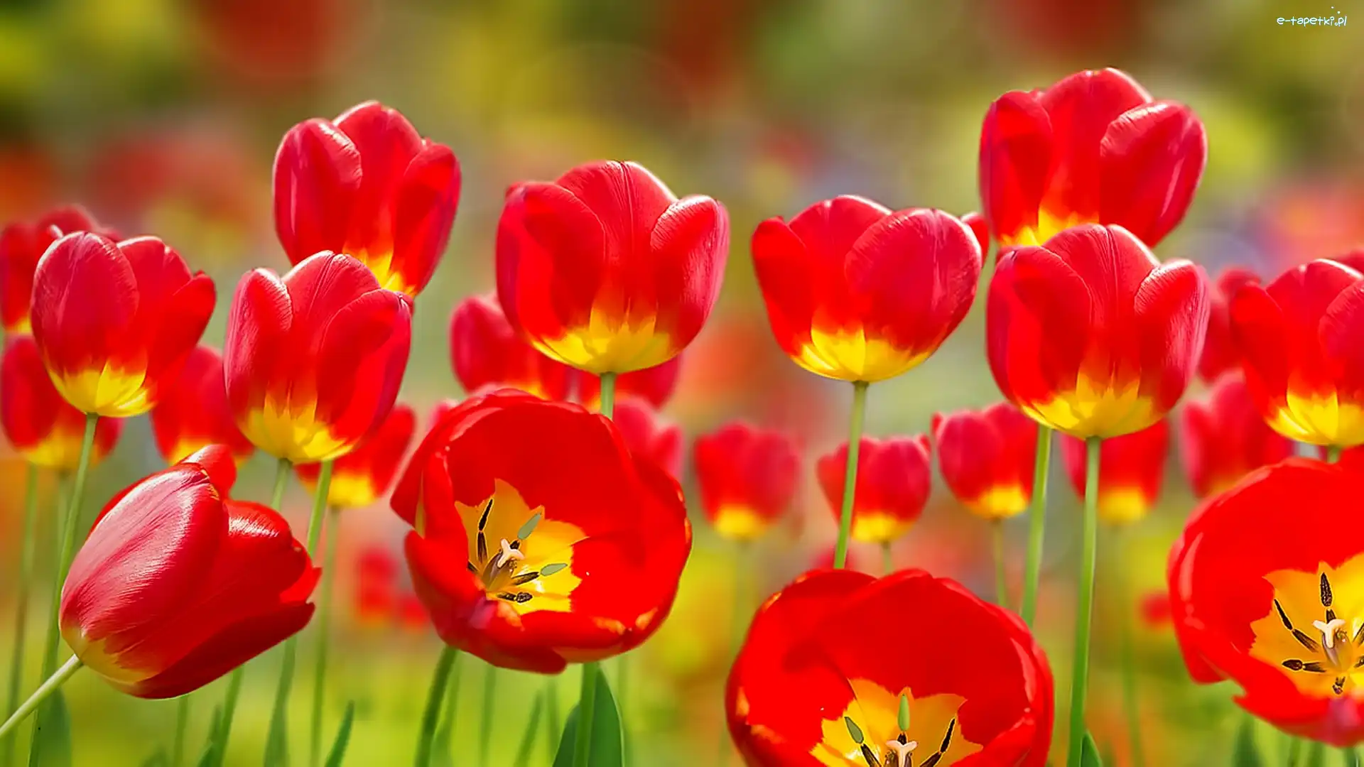 Tulipany, Rozkwitające, Czerwone