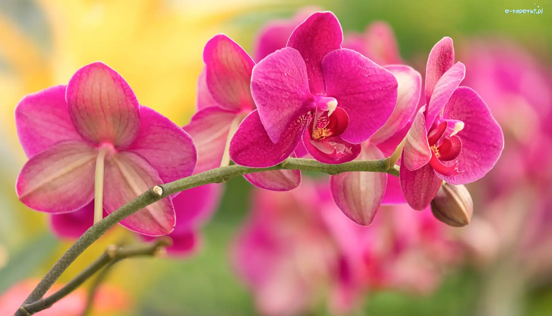Różowa, Storczyk, Orchidea, Kwiat