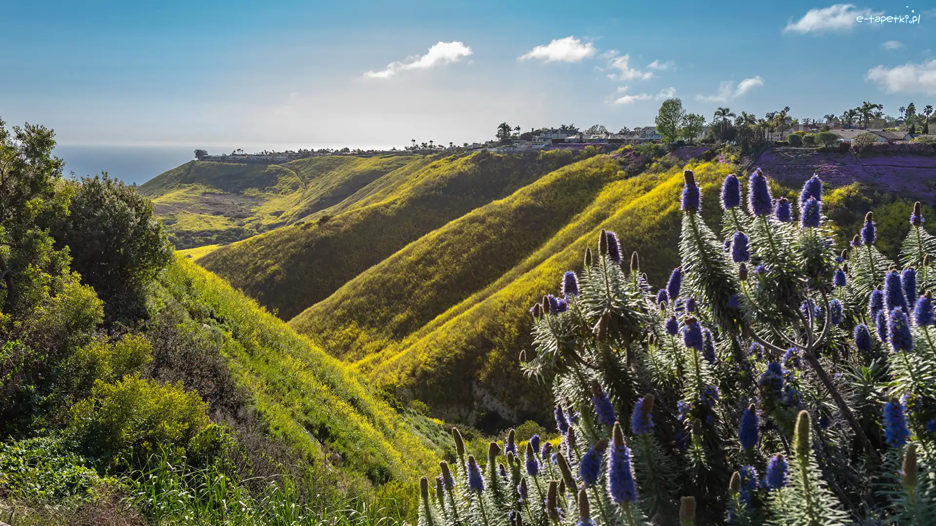 Kwiaty, Rancho Palos Verdes, Wzgórza, Stan Kalifornia, Stany Zjednoczone, Fioletowe, Dolina