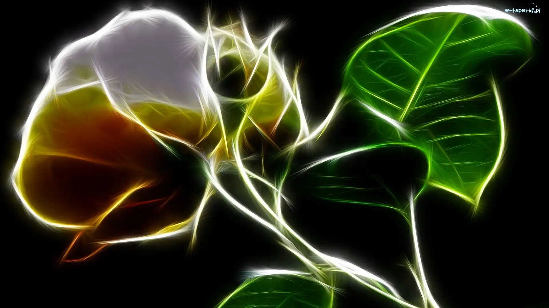 Czarne tło, Fractalius, Kwiat