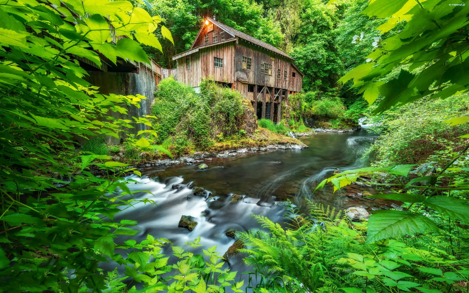 Drzewa, Cedar Creek Grist Mill, Stany Zjednoczone, Stan Waszyngton, Rzeka, Las, Woodland, Młyn