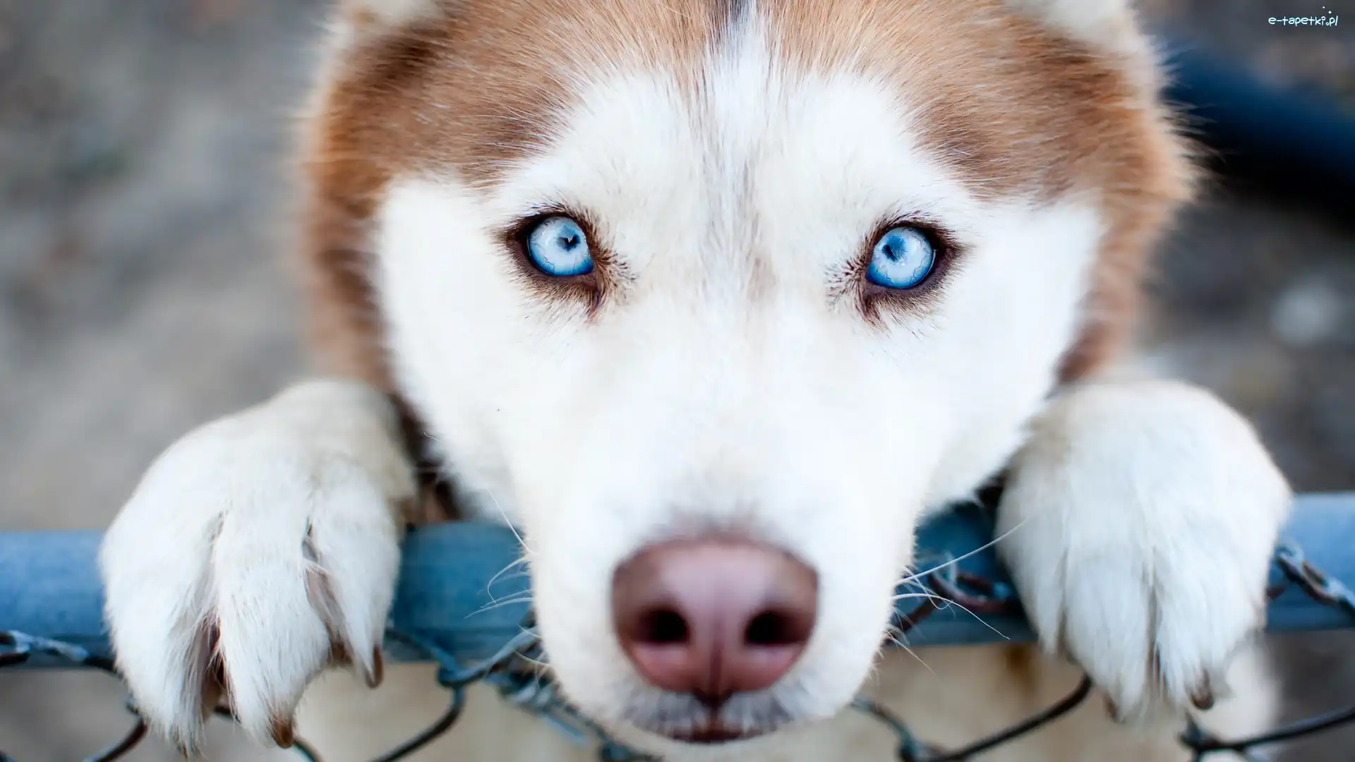 Siberian husky, Oczy, Niebieskie, Pies