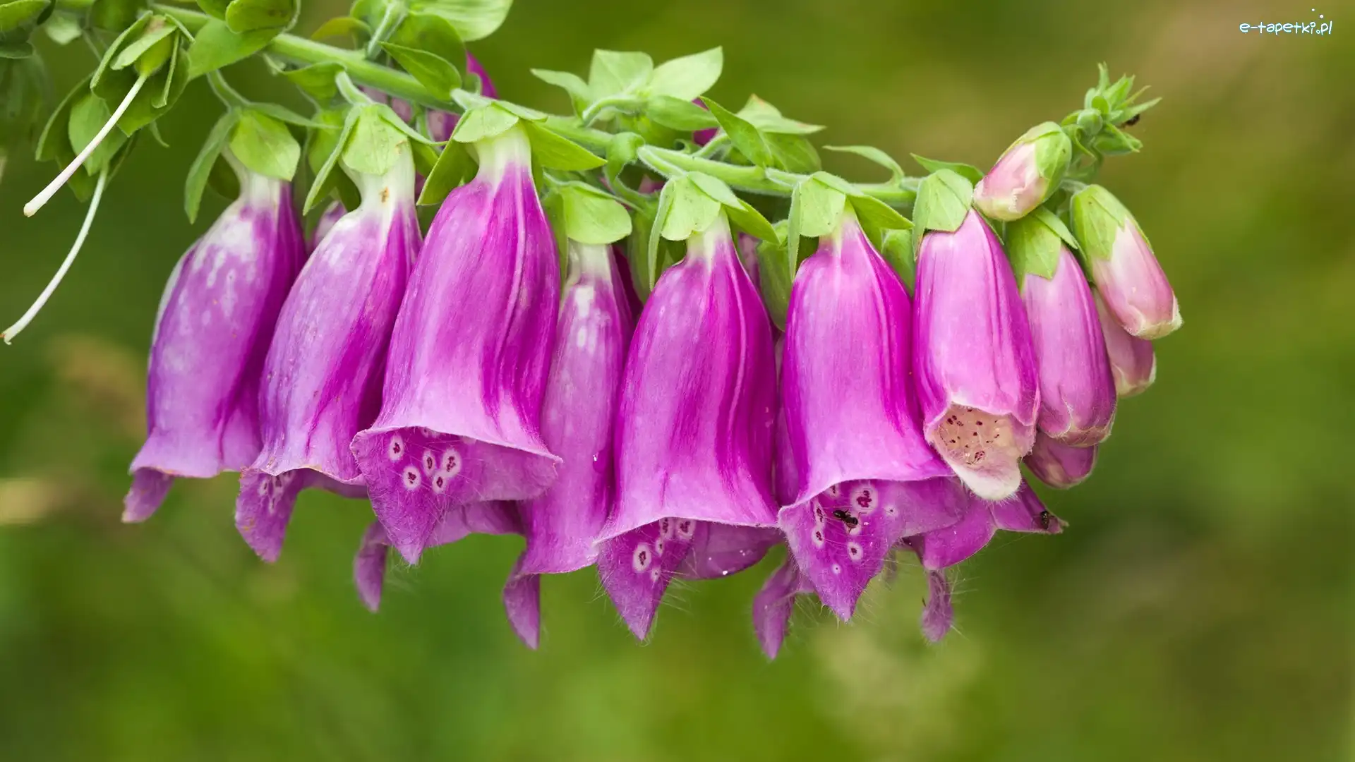 Kwiat, Różowy, Naparstnica purpurowa
