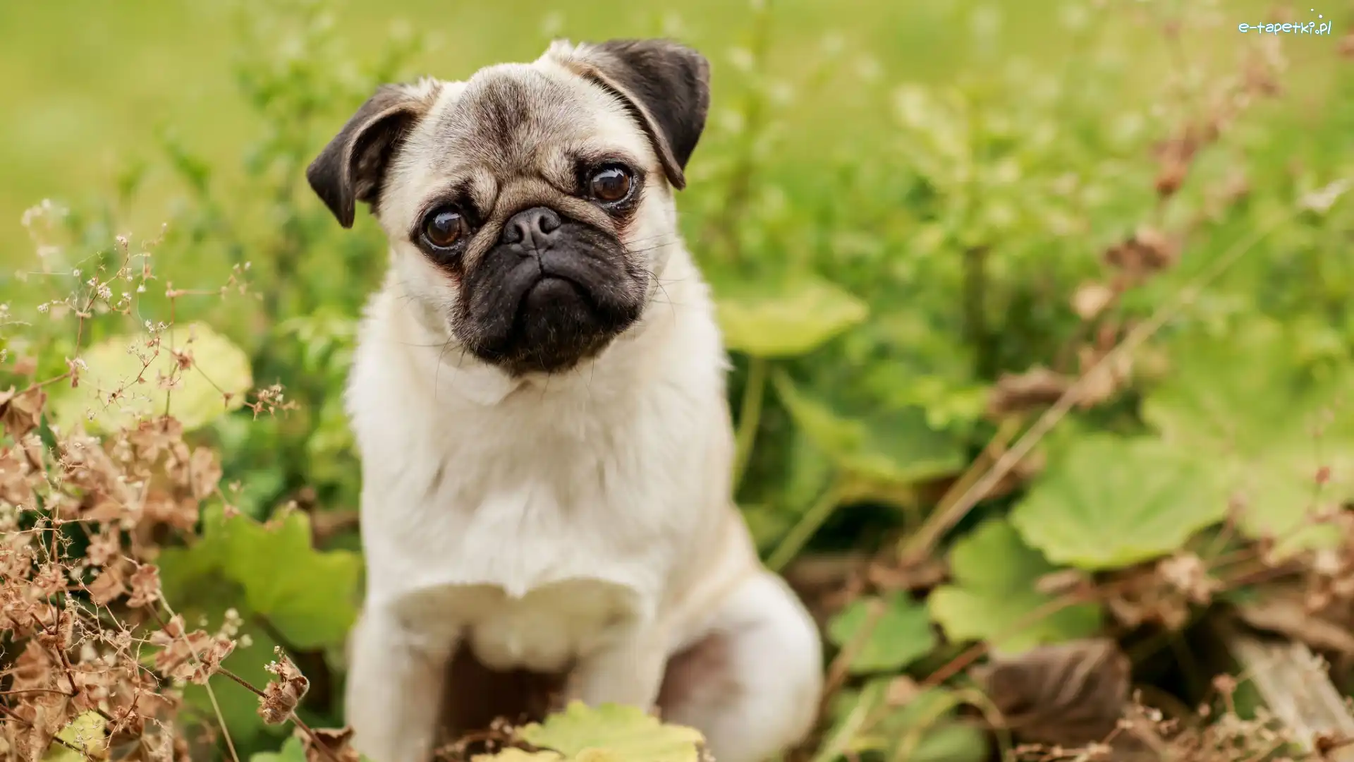 Mordka, Mops, Pies