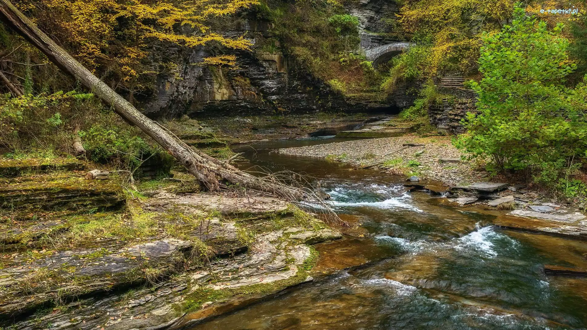 Rzeka, Rośliny, Skały, Drzewo, Powalone