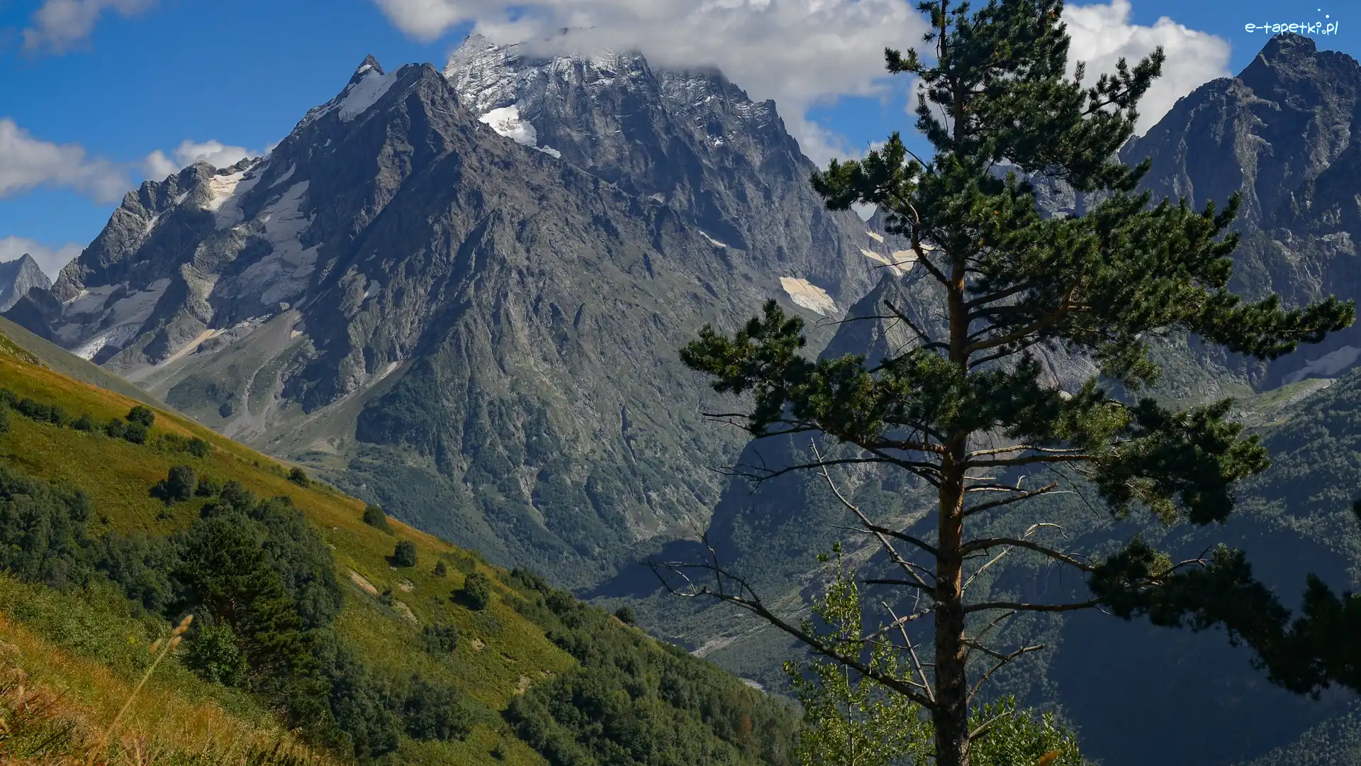 Drzewo, Krzewy, Zbocze, Góry