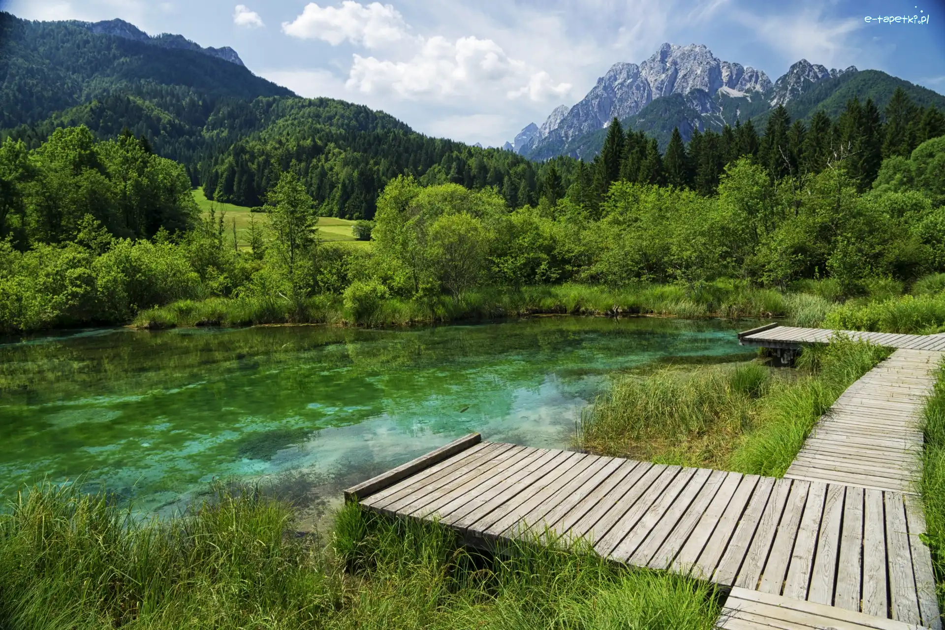 Trawa, Rezerwat przyrody Zelenci, Drzewa, Lasy, Góry, Słowenia, Kranjska Gora, Jezioro, Pomosty