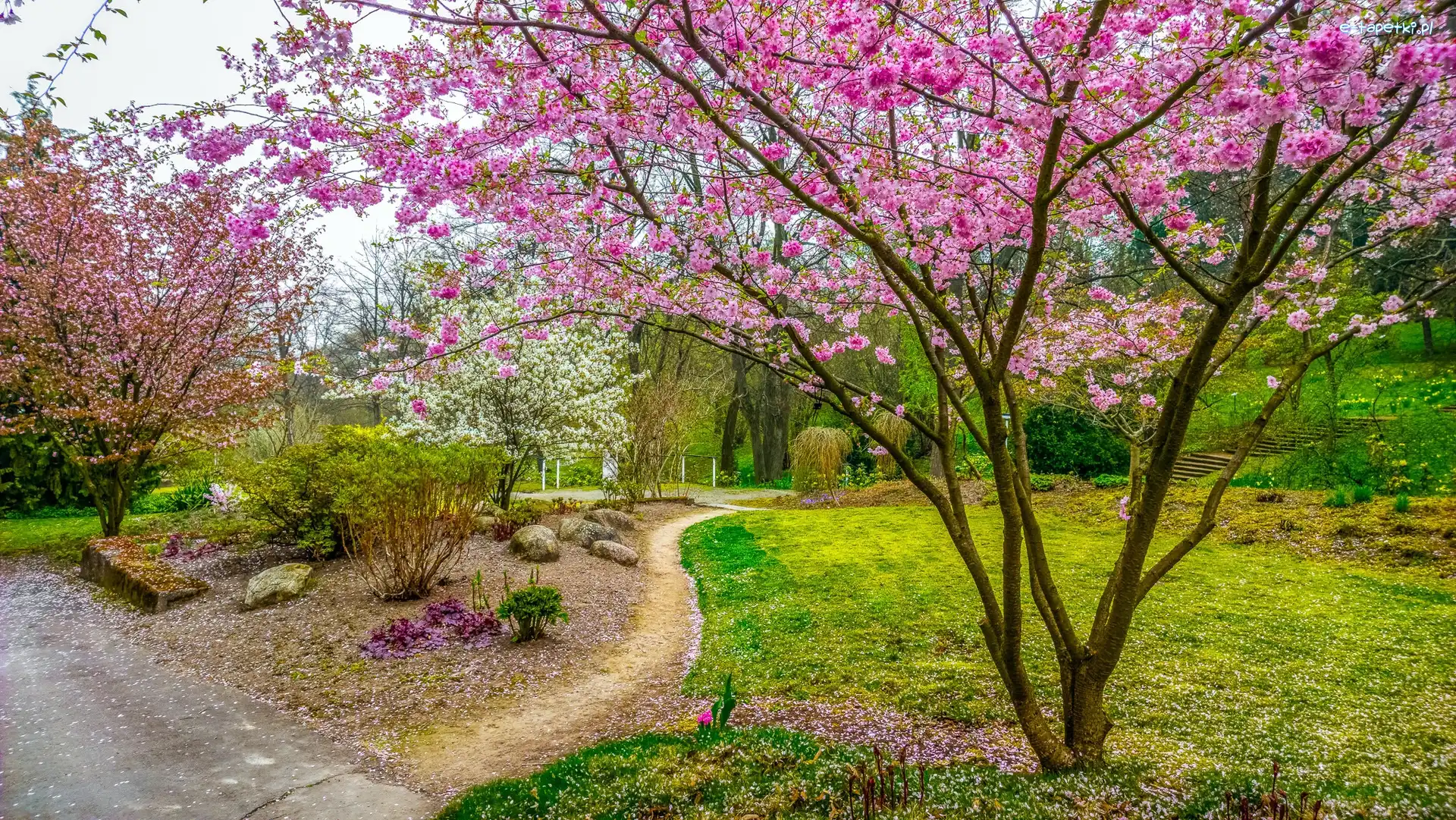 Park, Drzewa, Kwitnące, Wiosna, Ścieżki