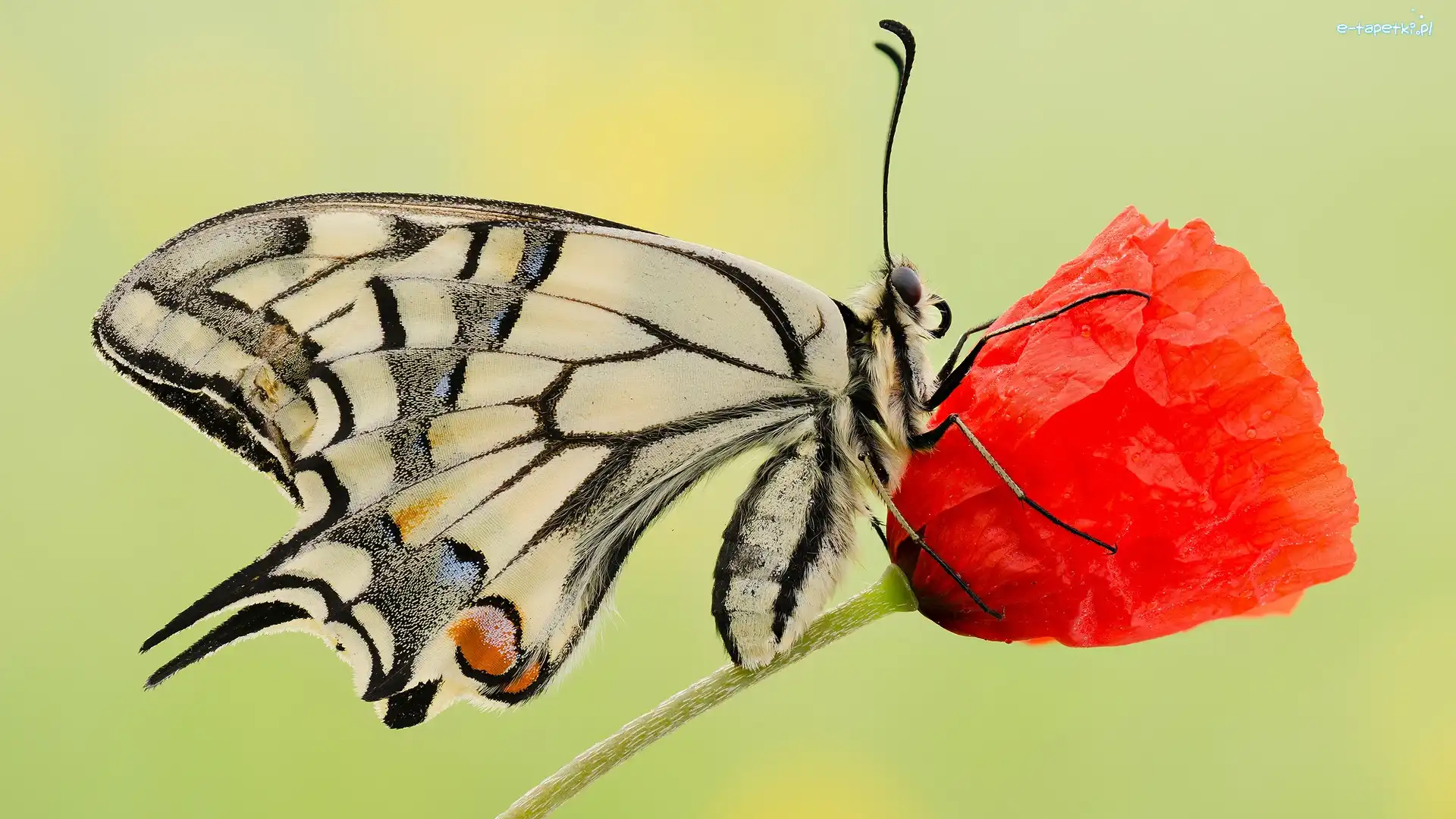 Mak, Kwiat, Czerwony, Makro, Paź królowej, Motyl