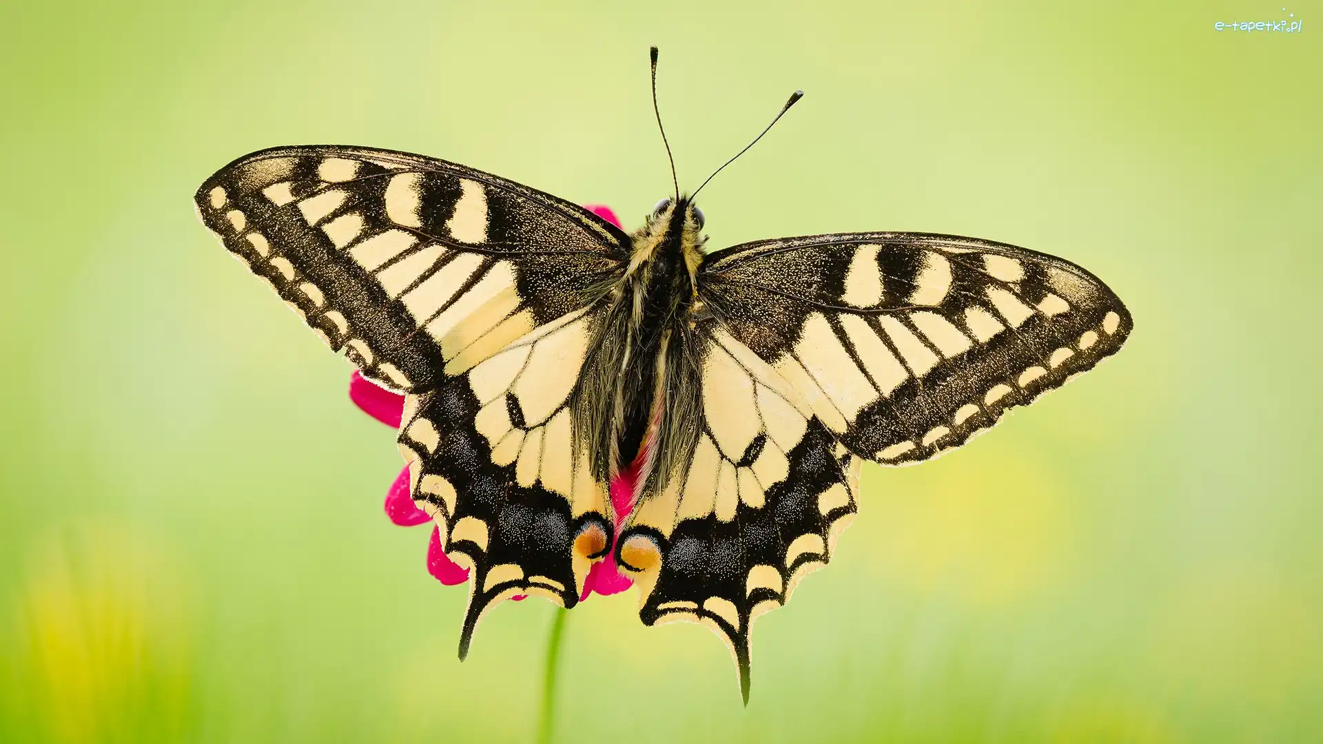 Motyl, Makro, Paź królowej, Tło, Zielone