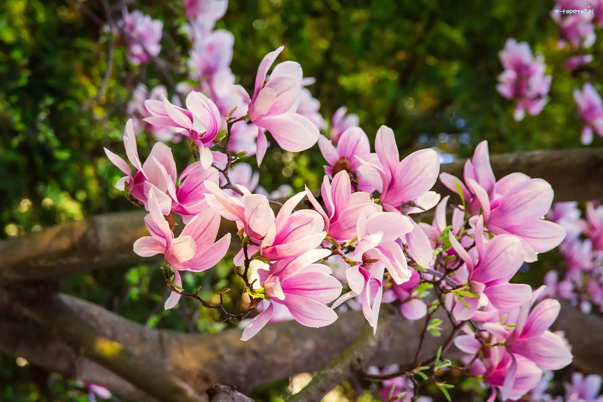 Różowa, Kwiaty, Magnolia, Krzew