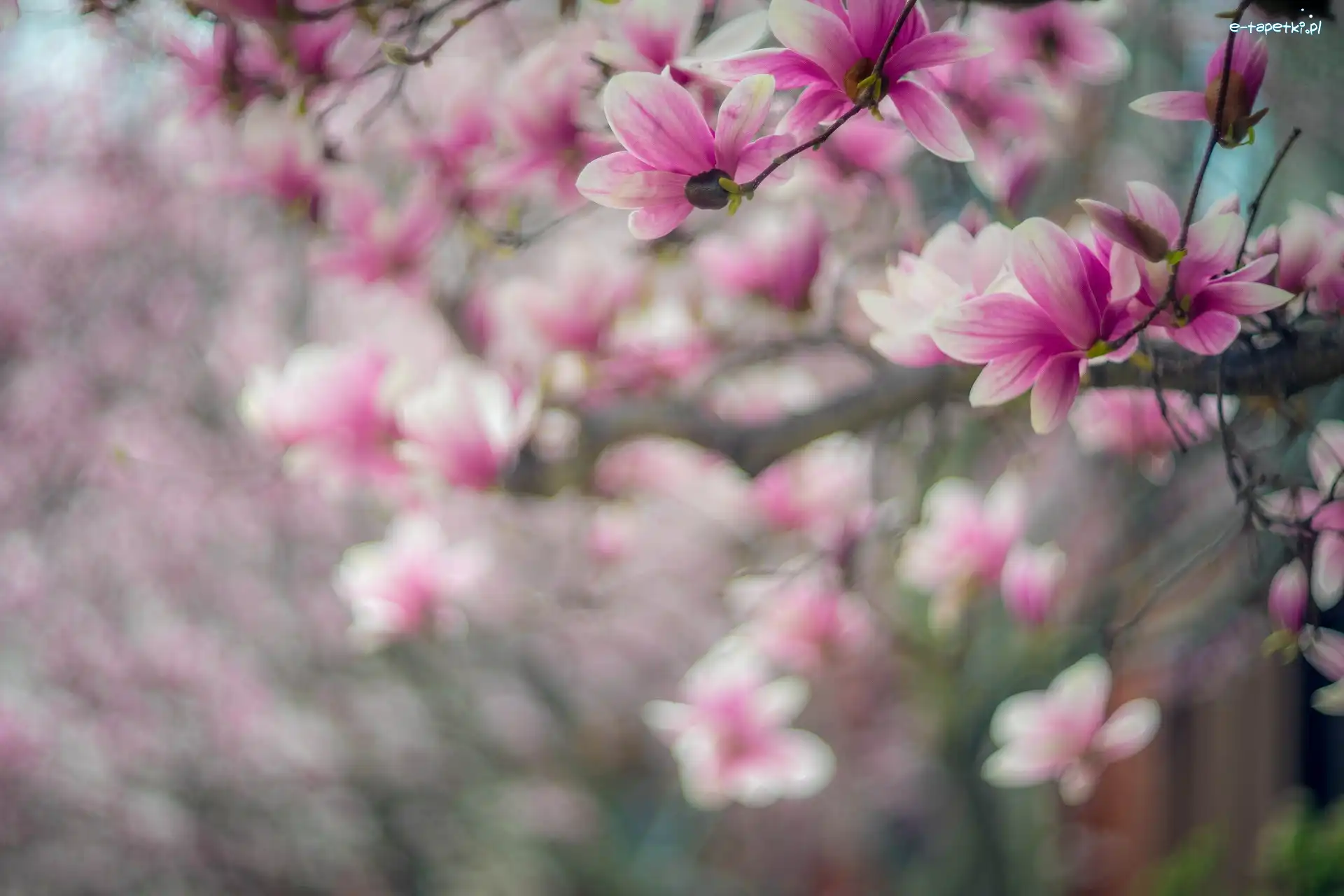Jasnoróżowe, Magnolia, Kwiaty, Gałęzie