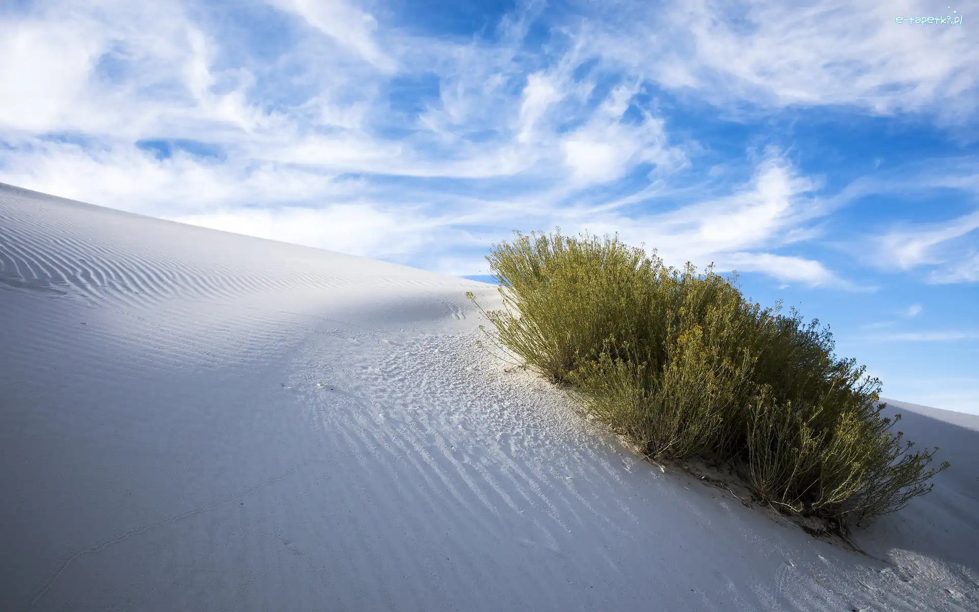 Pomnik narodowy, Piasek, Rośliny, Wydma, Pustynia, Stany Zjednoczone, Nowy Meksyk, Biały, White Sands National Monument