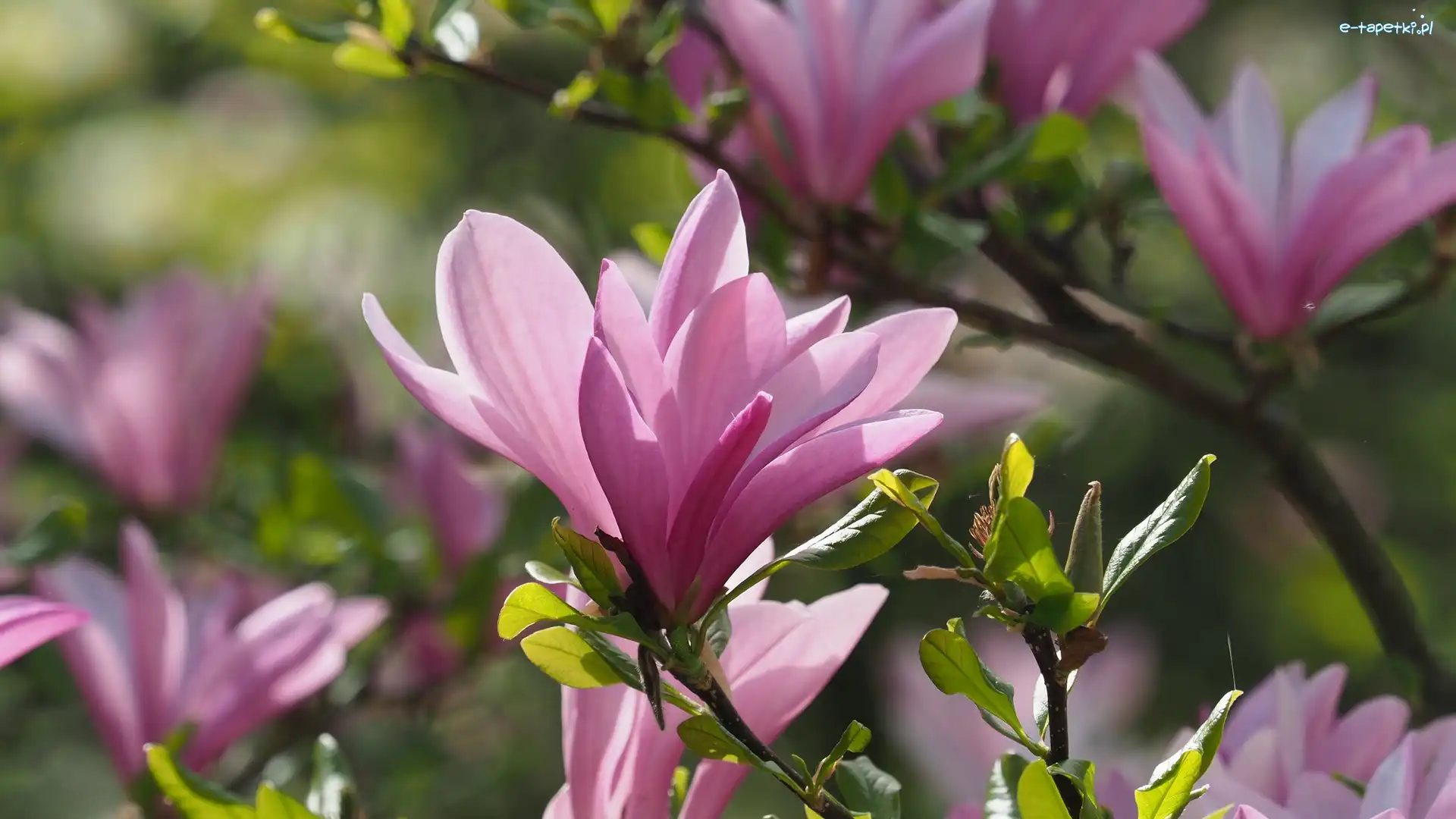 Magnolie, Zbliżenie, Liście, Różowe