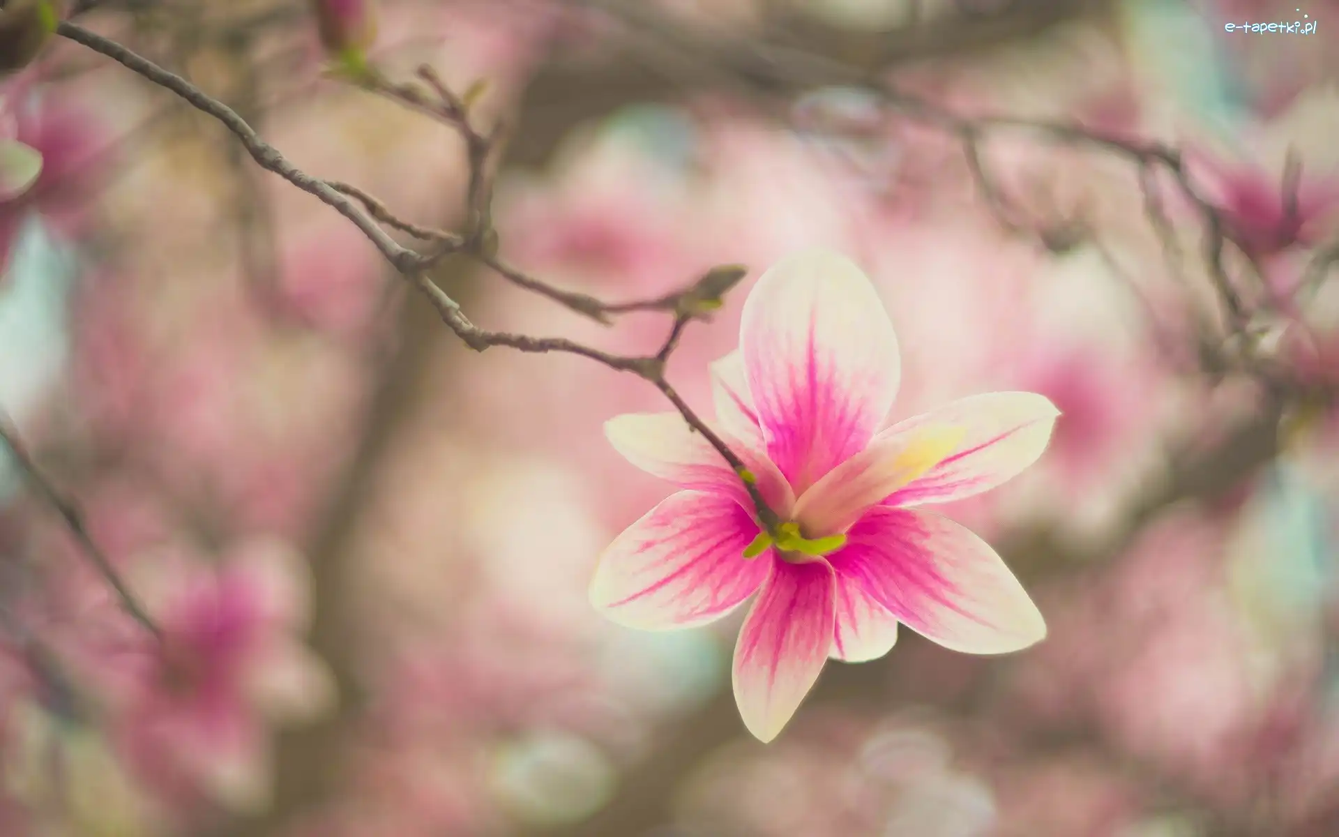 Bladoróżowy, Magnolia, Kwiat, Gałąź