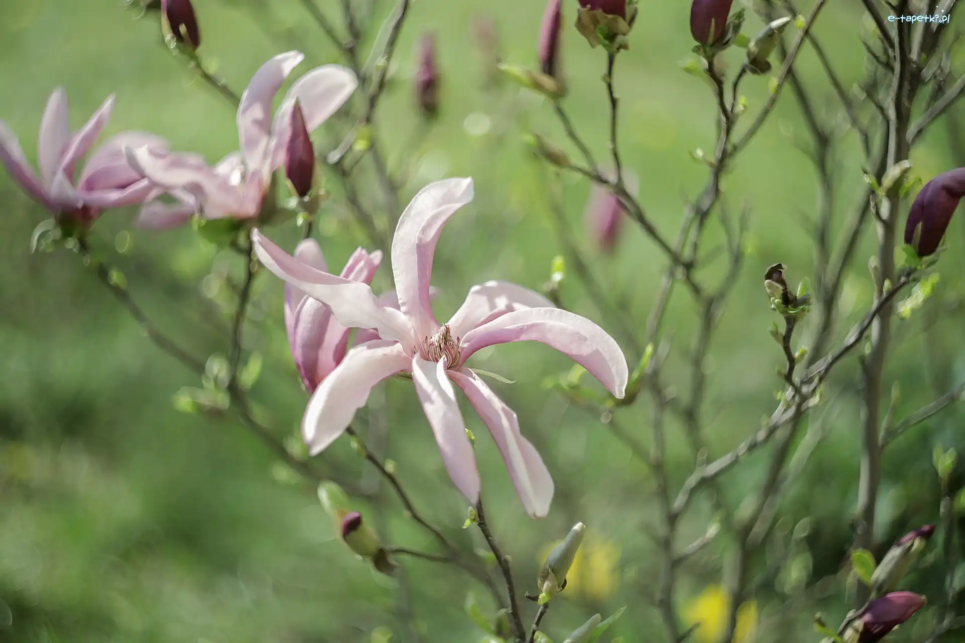 Różowe, Gałązki, Kwiaty, Magnolia