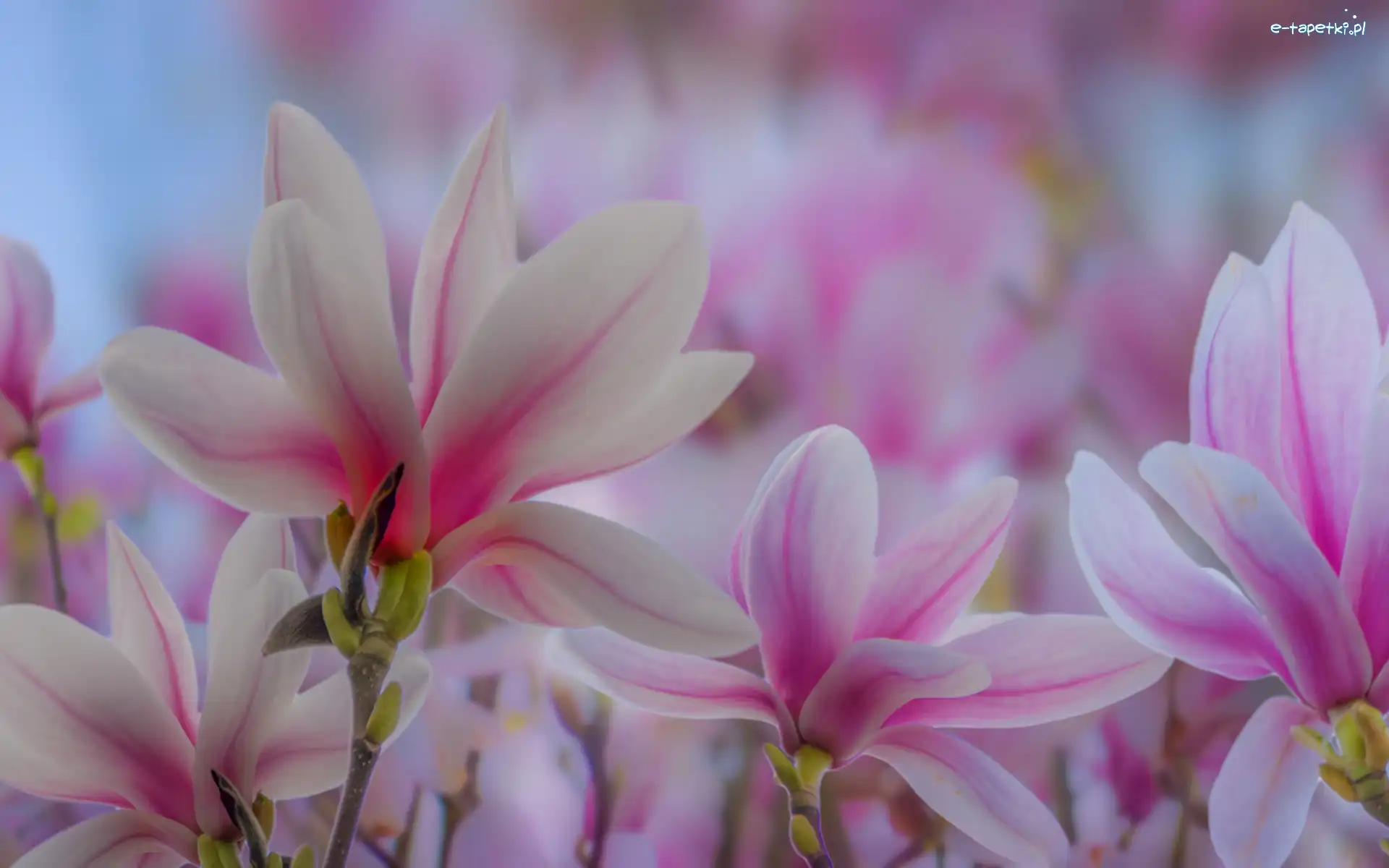 Gałązki, Kwiaty, Biało-różowe, Magnolia