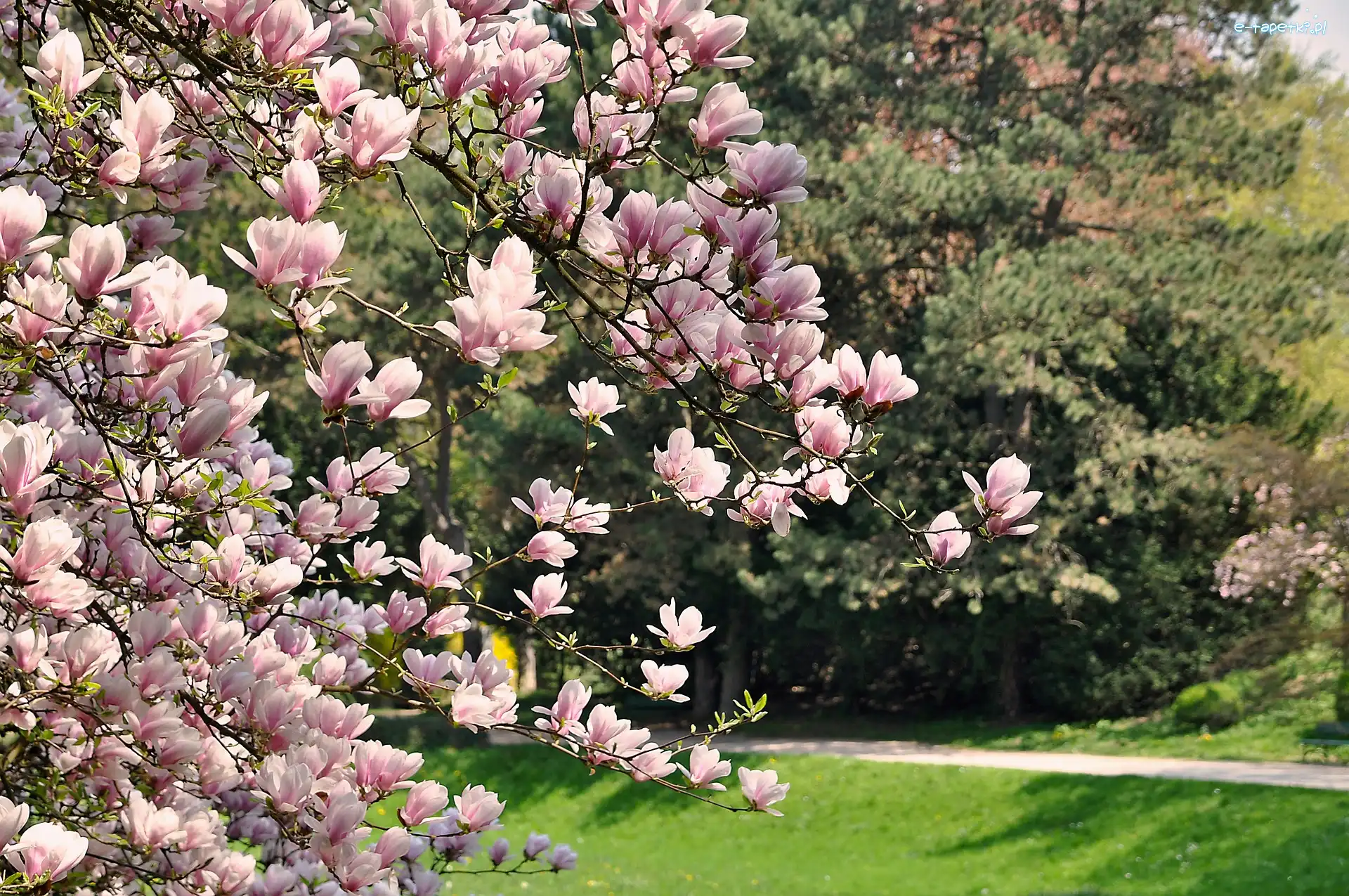 Różowe, Magnolia, Kwiaty, Gałązki