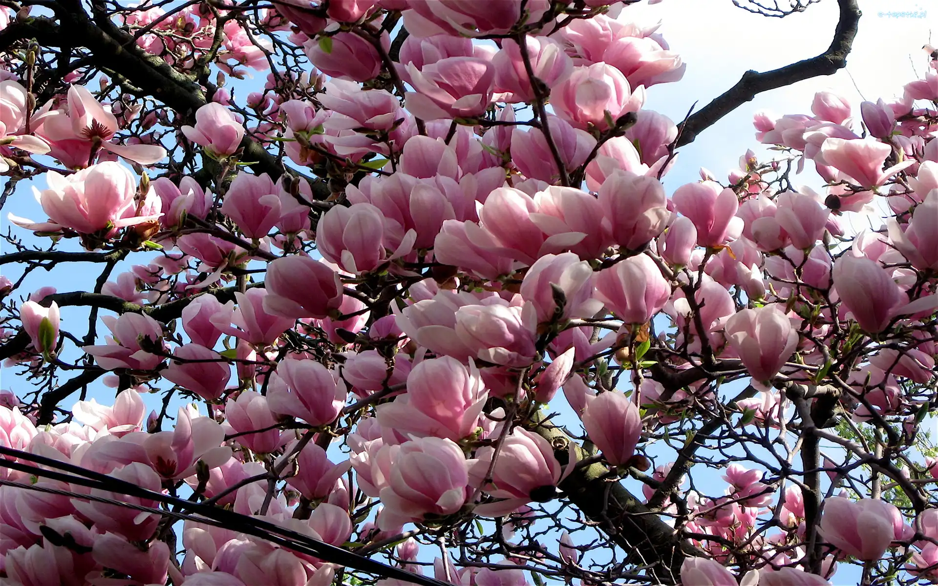 Krzew, Kwiaty, Magnolia, Kwitnący
