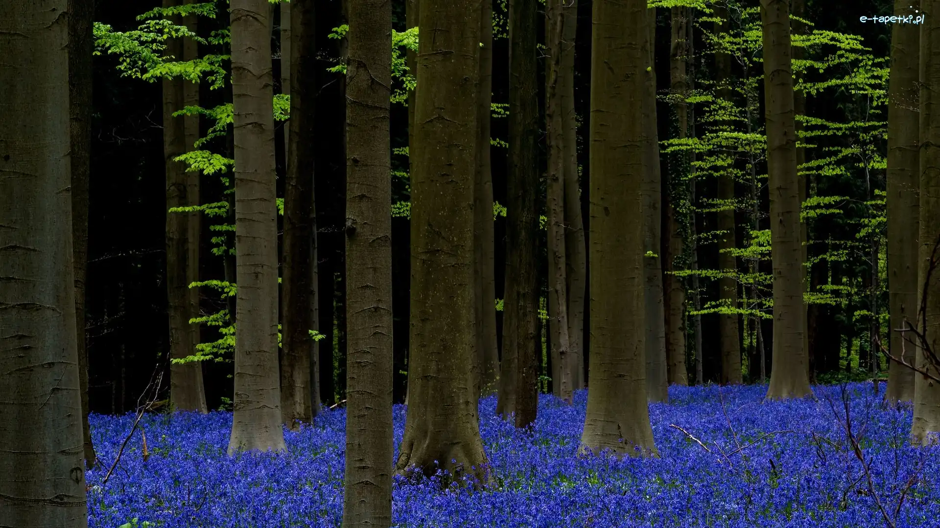Las Hallerbos, Kwiaty, Hiacyntowce, Belgia, Drzewa, Las