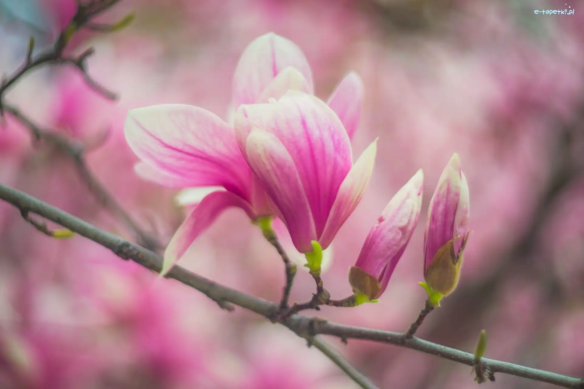 Gałąź, Kwiaty, Bladoróżowe, Magnolia, Pąki